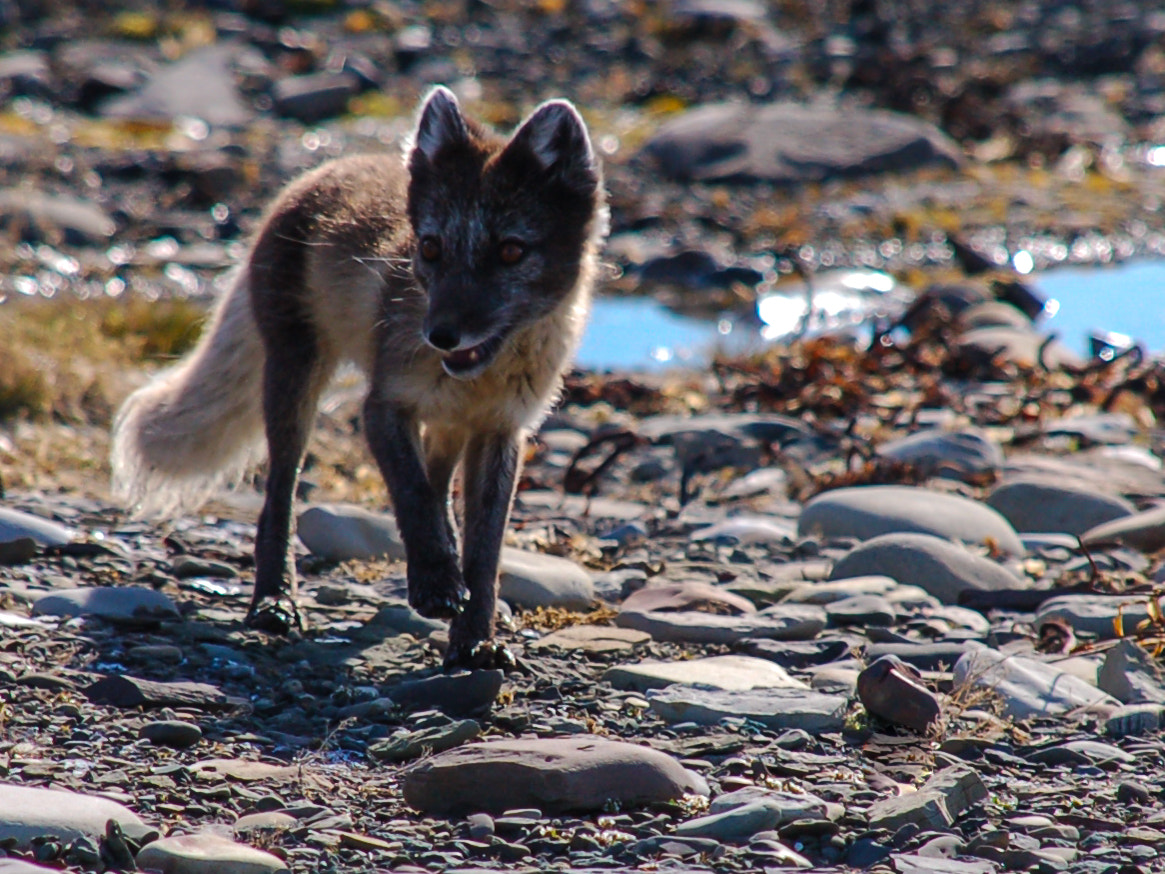 Nikon D50 + Sigma 18-200mm F3.5-6.3 DC sample photo. What dos the arctic fox say? photography