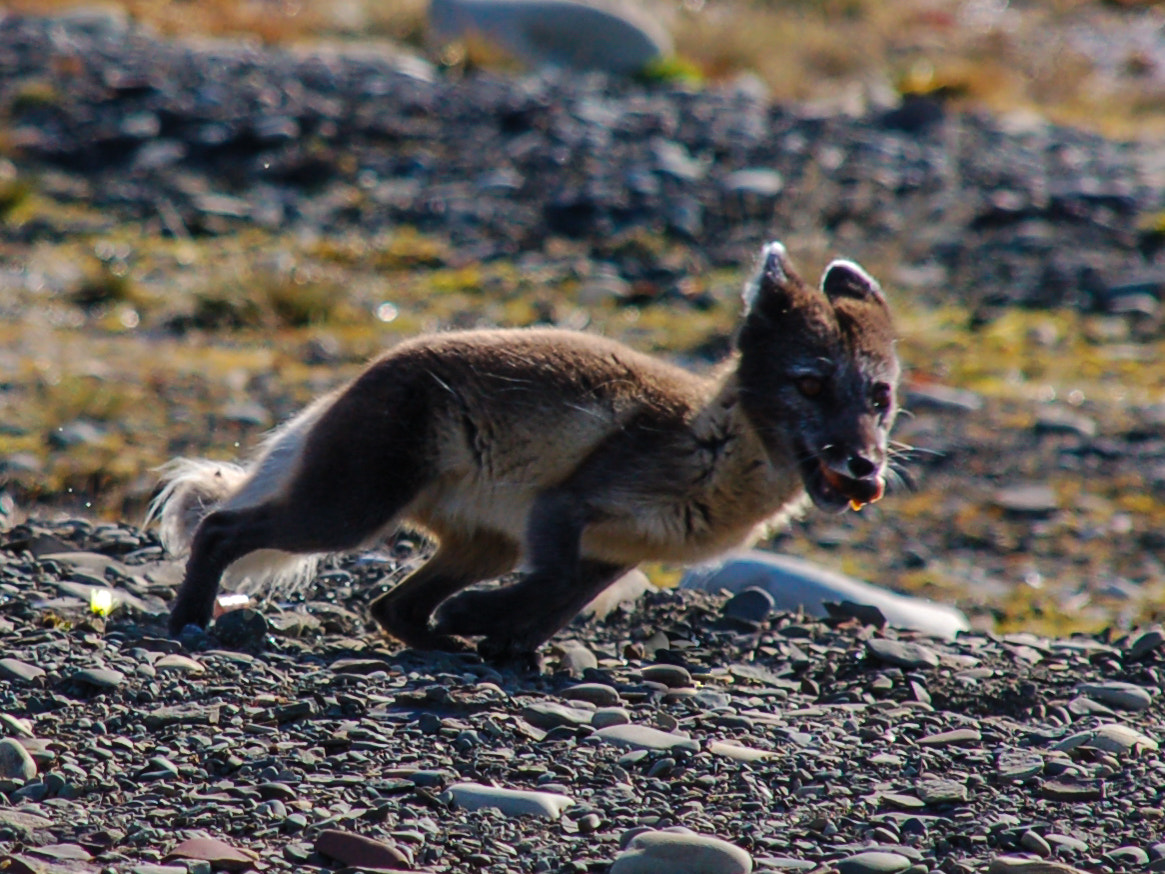 Nikon D50 + Sigma 18-200mm F3.5-6.3 DC sample photo. What dos the arctic fox say? photography