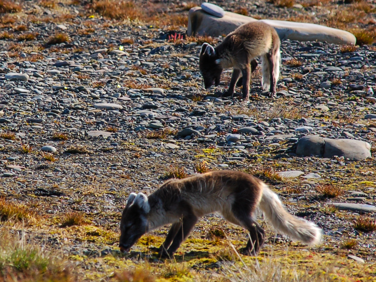 Nikon D50 + Sigma 18-200mm F3.5-6.3 DC sample photo. What dos the arctic fox say? photography