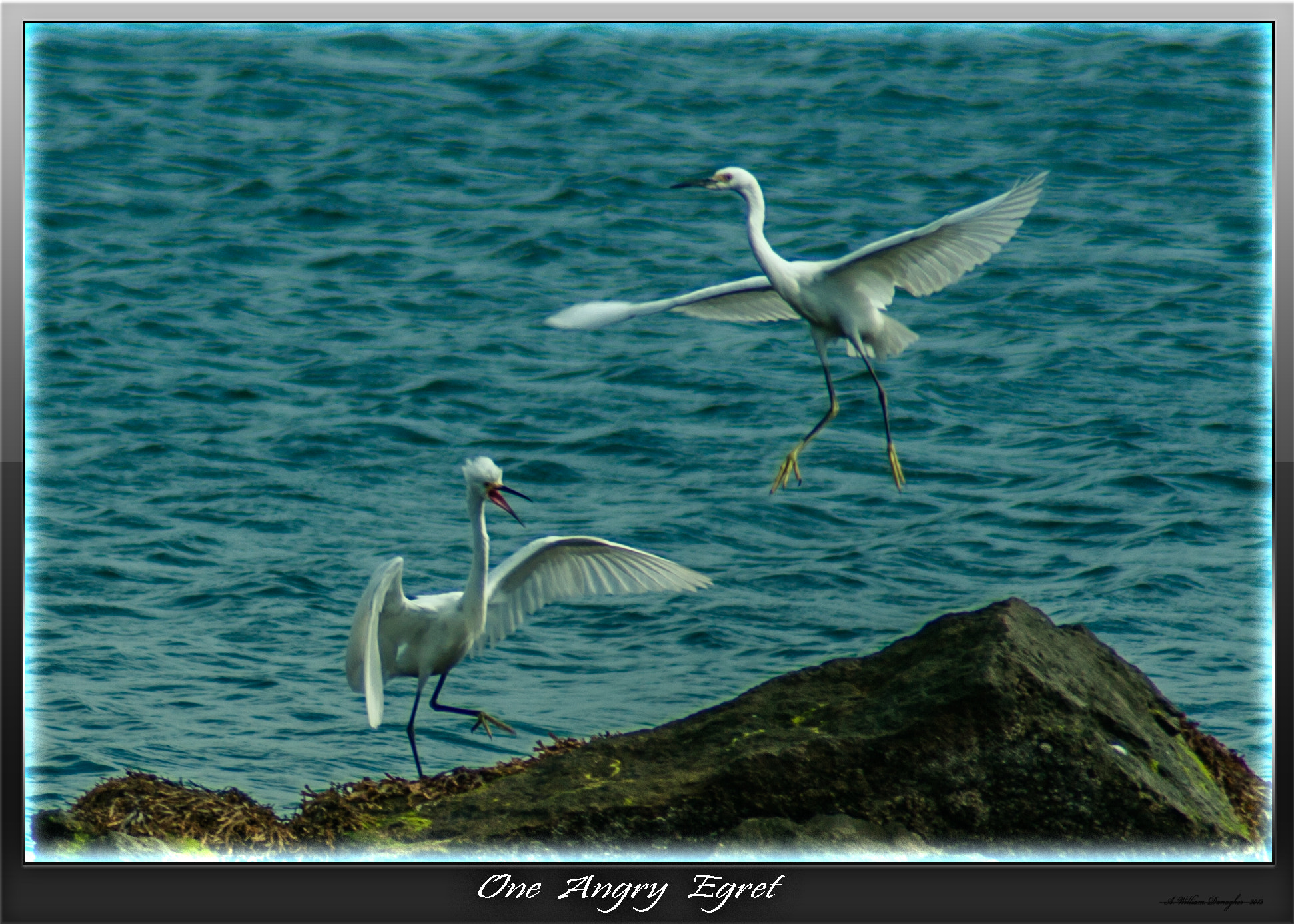 Canon EOS 400D (EOS Digital Rebel XTi / EOS Kiss Digital X) sample photo. Angry egret photography
