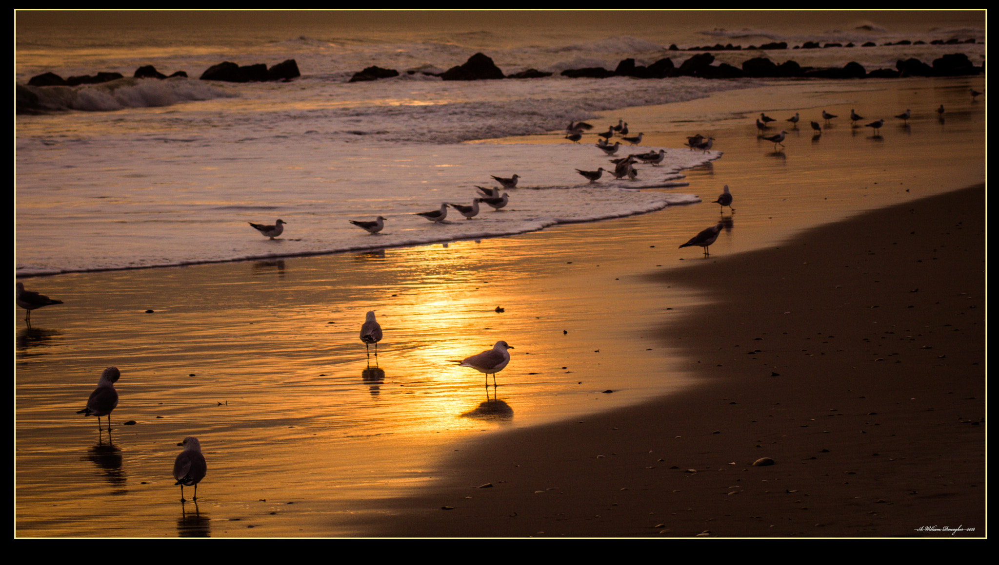 Canon EOS 550D (EOS Rebel T2i / EOS Kiss X4) sample photo. Seagull shoreline photography