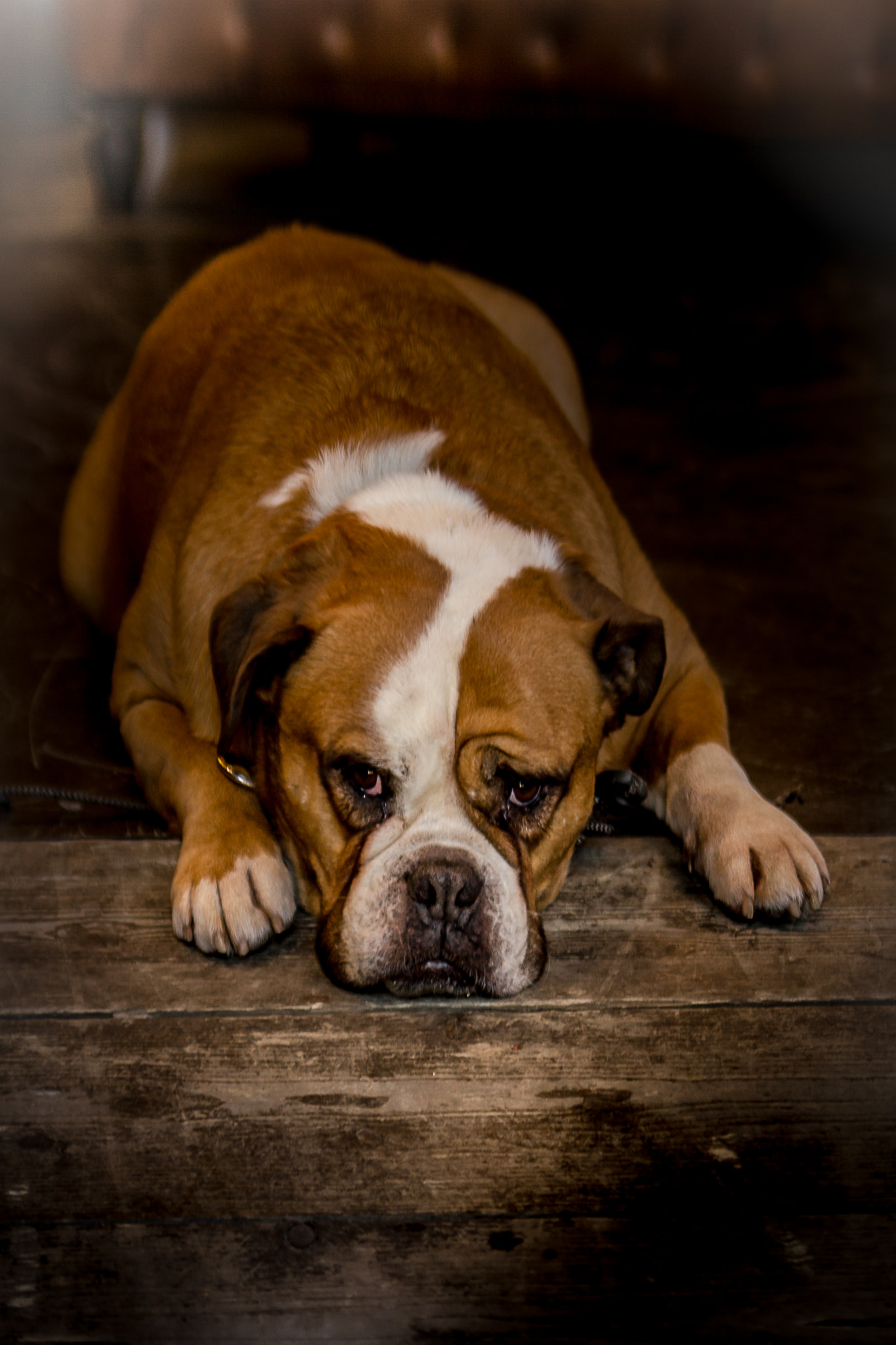 Canon EOS 550D (EOS Rebel T2i / EOS Kiss X4) sample photo. Boxer photography