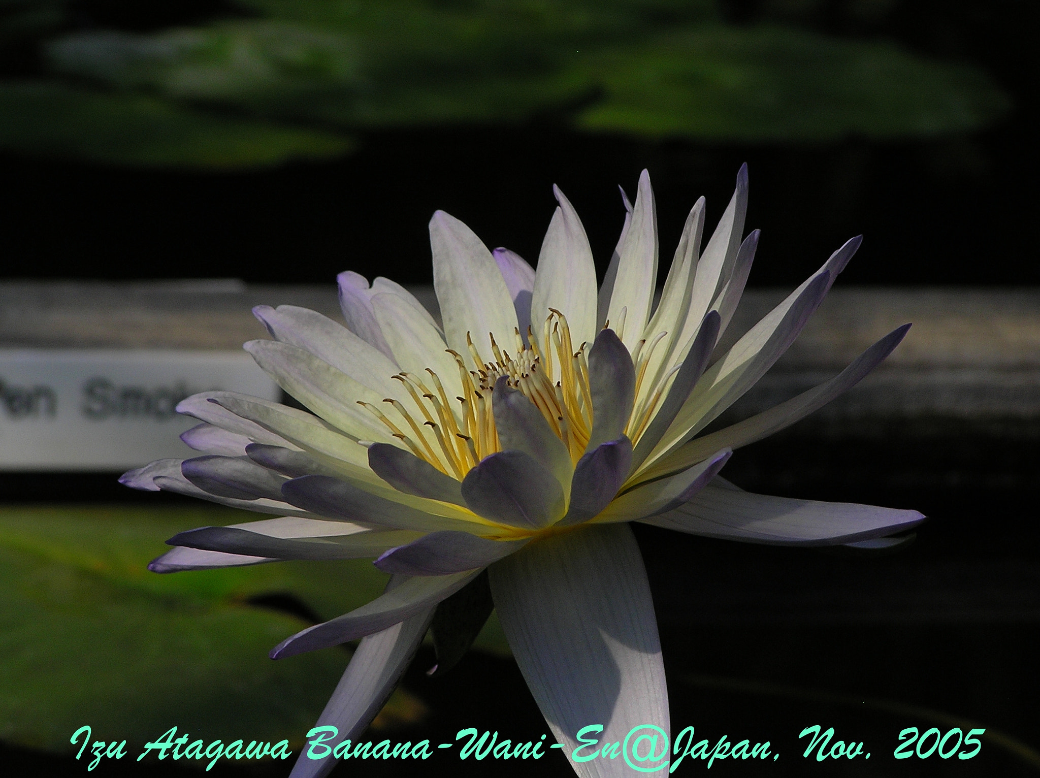 Olympus C765UZ sample photo. Waterlily photography