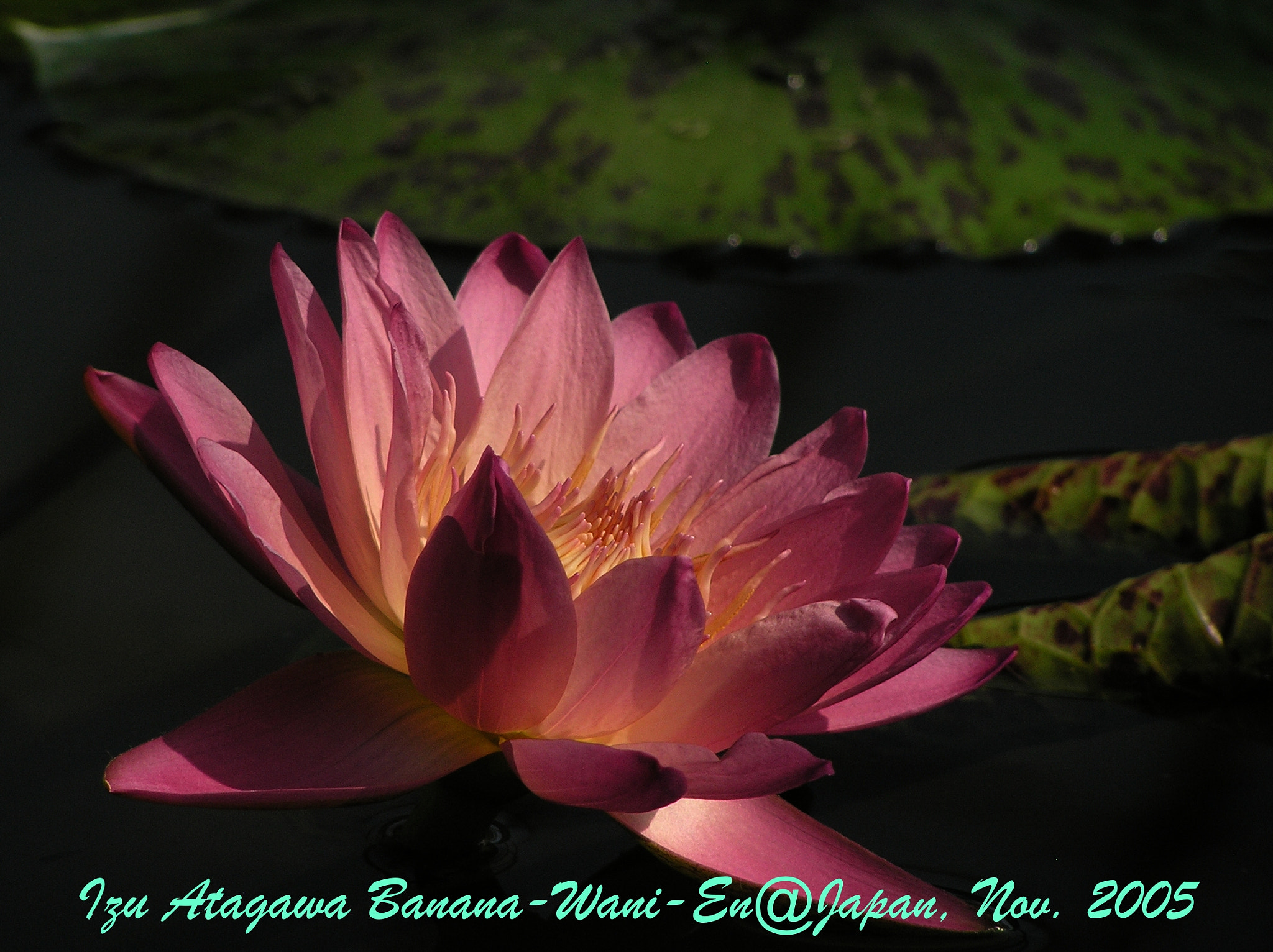 Olympus C765UZ sample photo. Waterlily photography