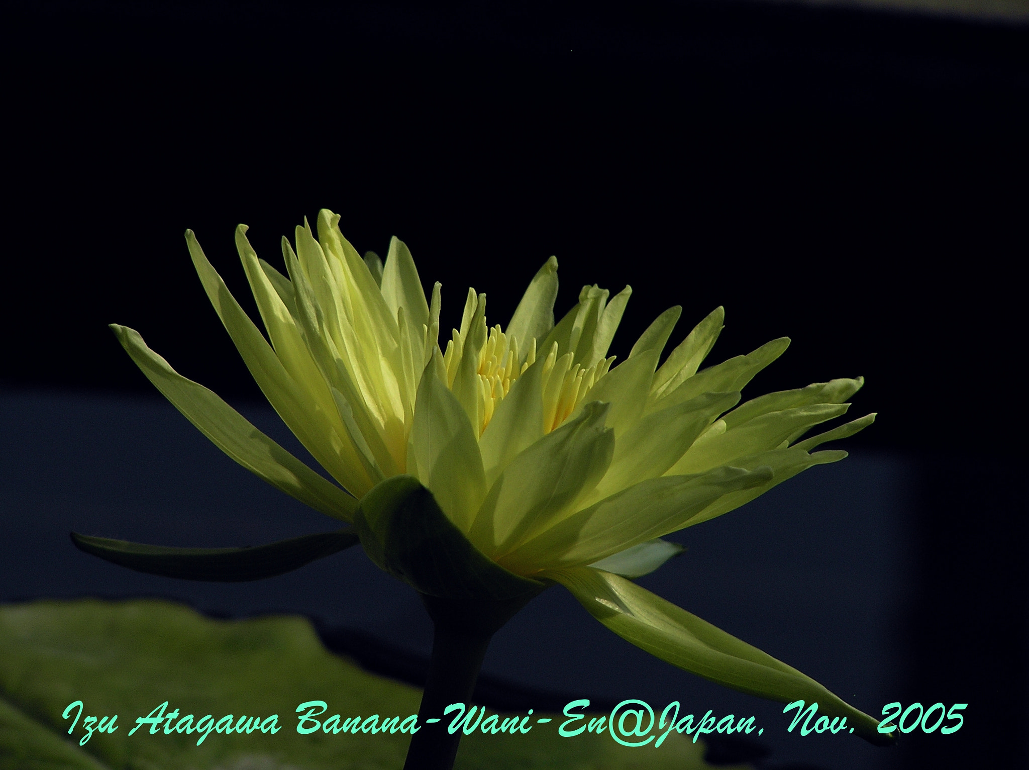 Olympus C765UZ sample photo. Waterlily photography