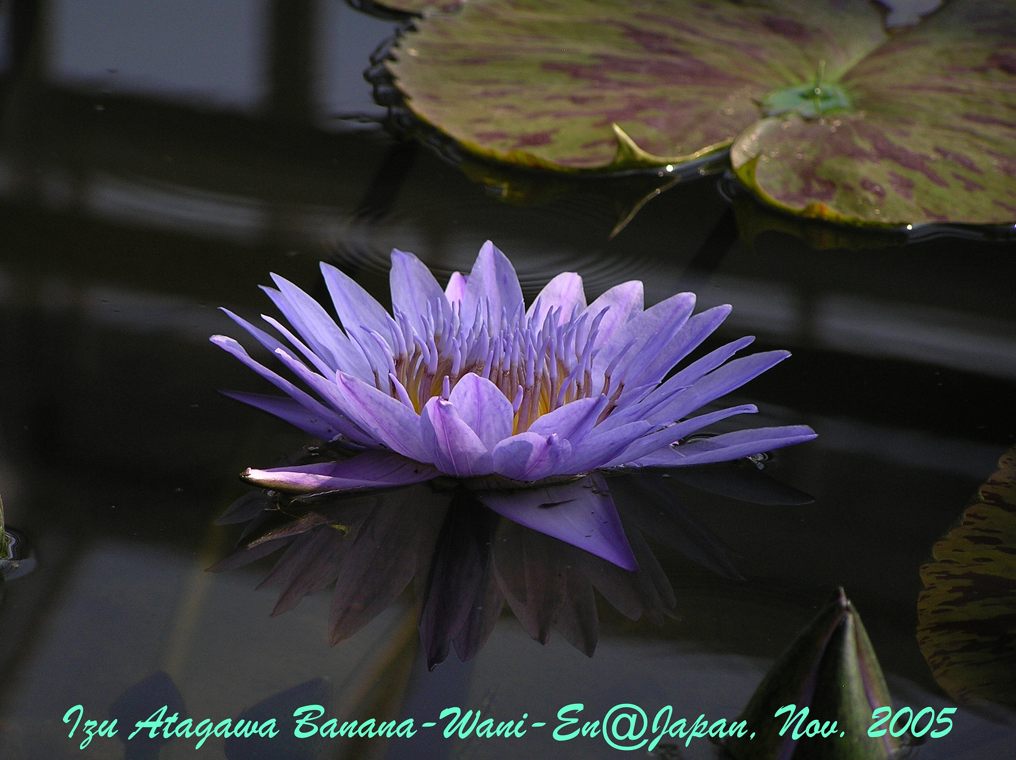 Olympus C765UZ sample photo. Waterlily photography