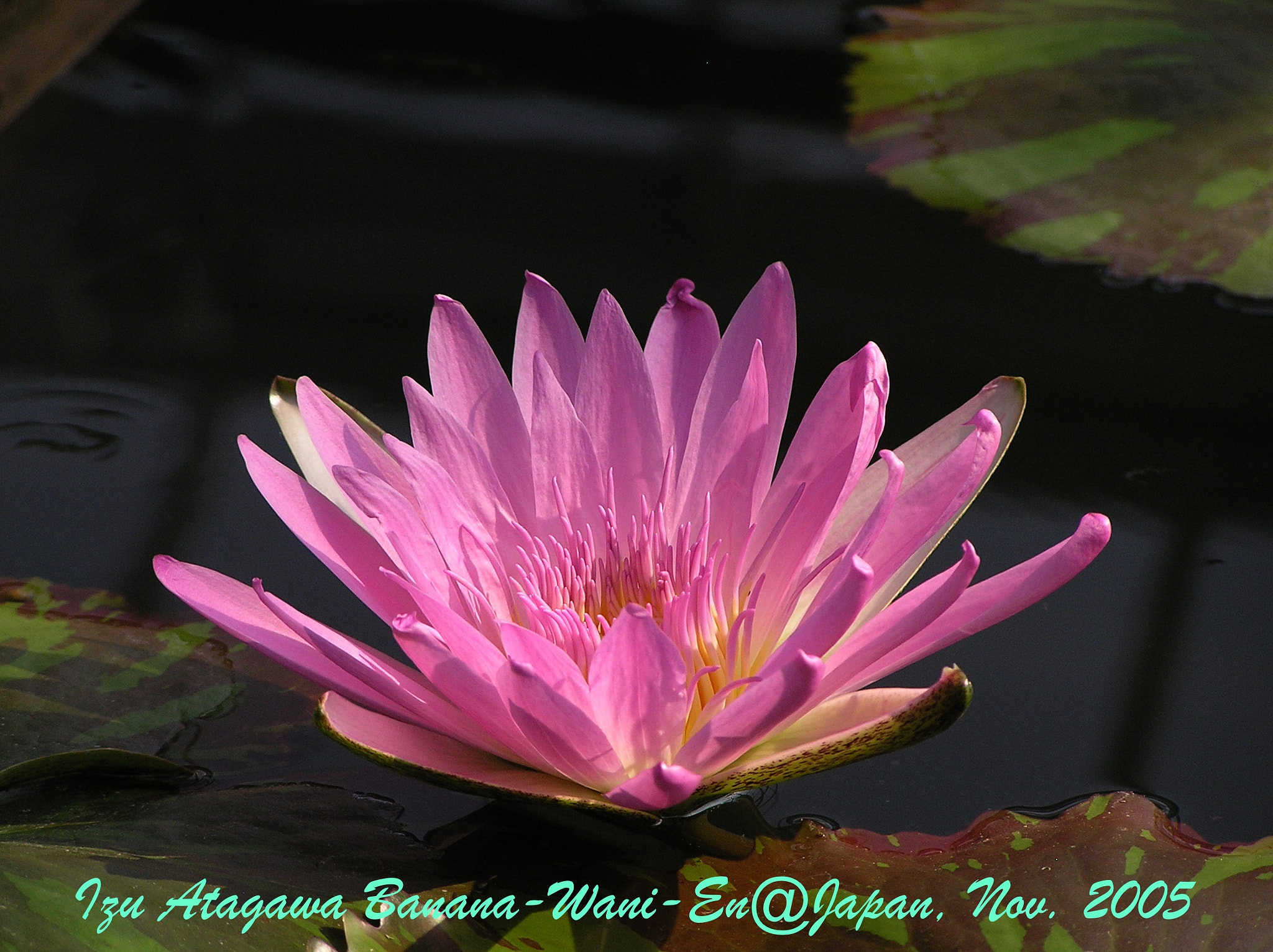 Olympus C765UZ sample photo. Waterlily photography