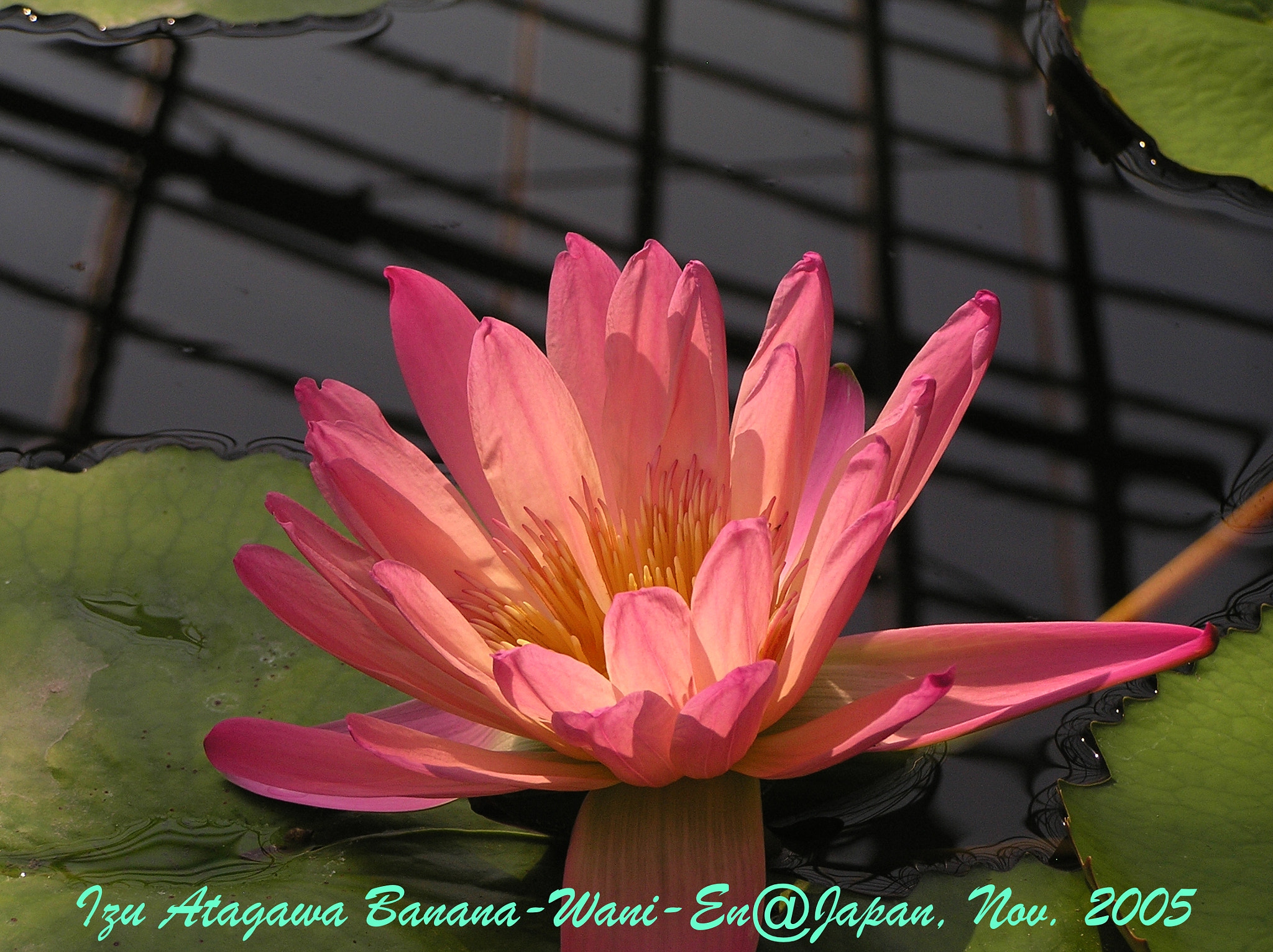 Olympus C765UZ sample photo. Waterlily photography