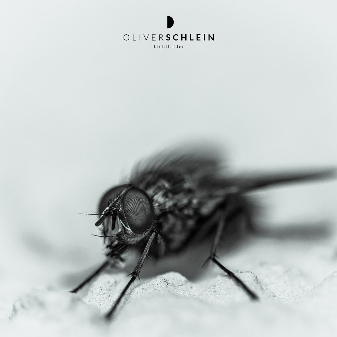 Sigma 150mm f/2.8 EX DG OS HSM APO Macro sample photo. Fly iii photography