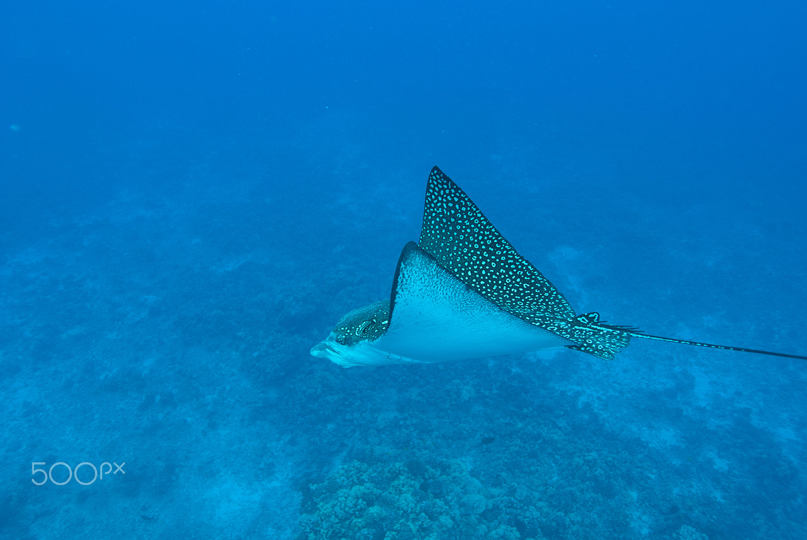 Nikon AF-S Nikkor 17-35mm F2.8D ED-IF sample photo. Eagle ray photography