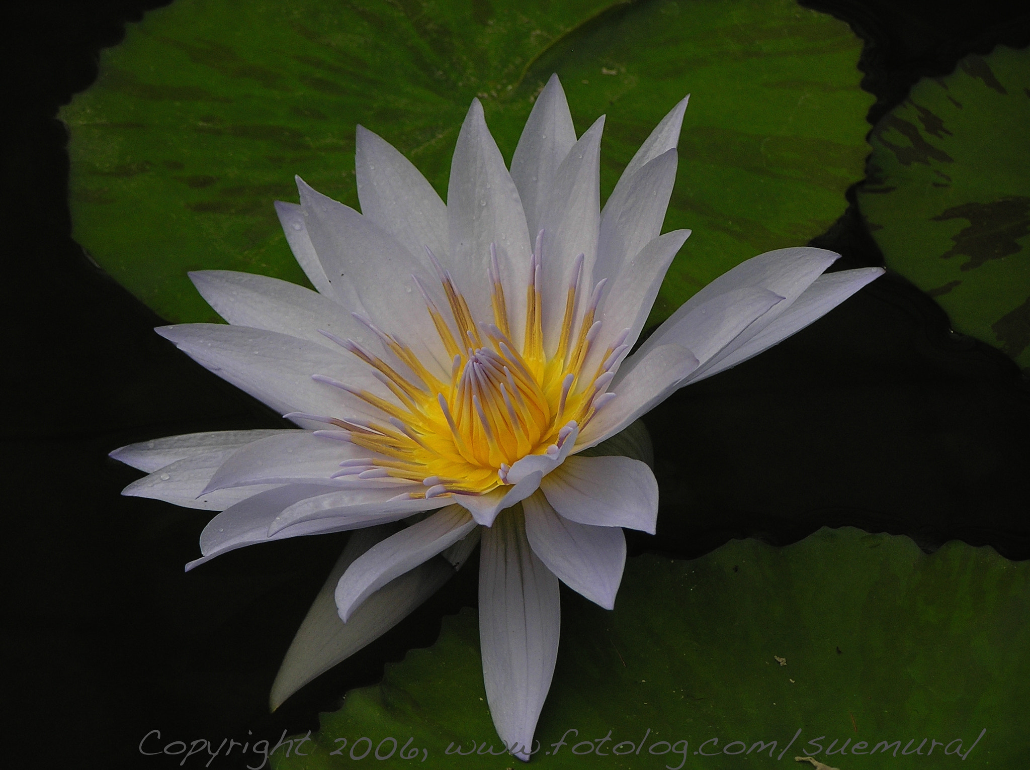 Olympus C765UZ sample photo. Waterlily photography