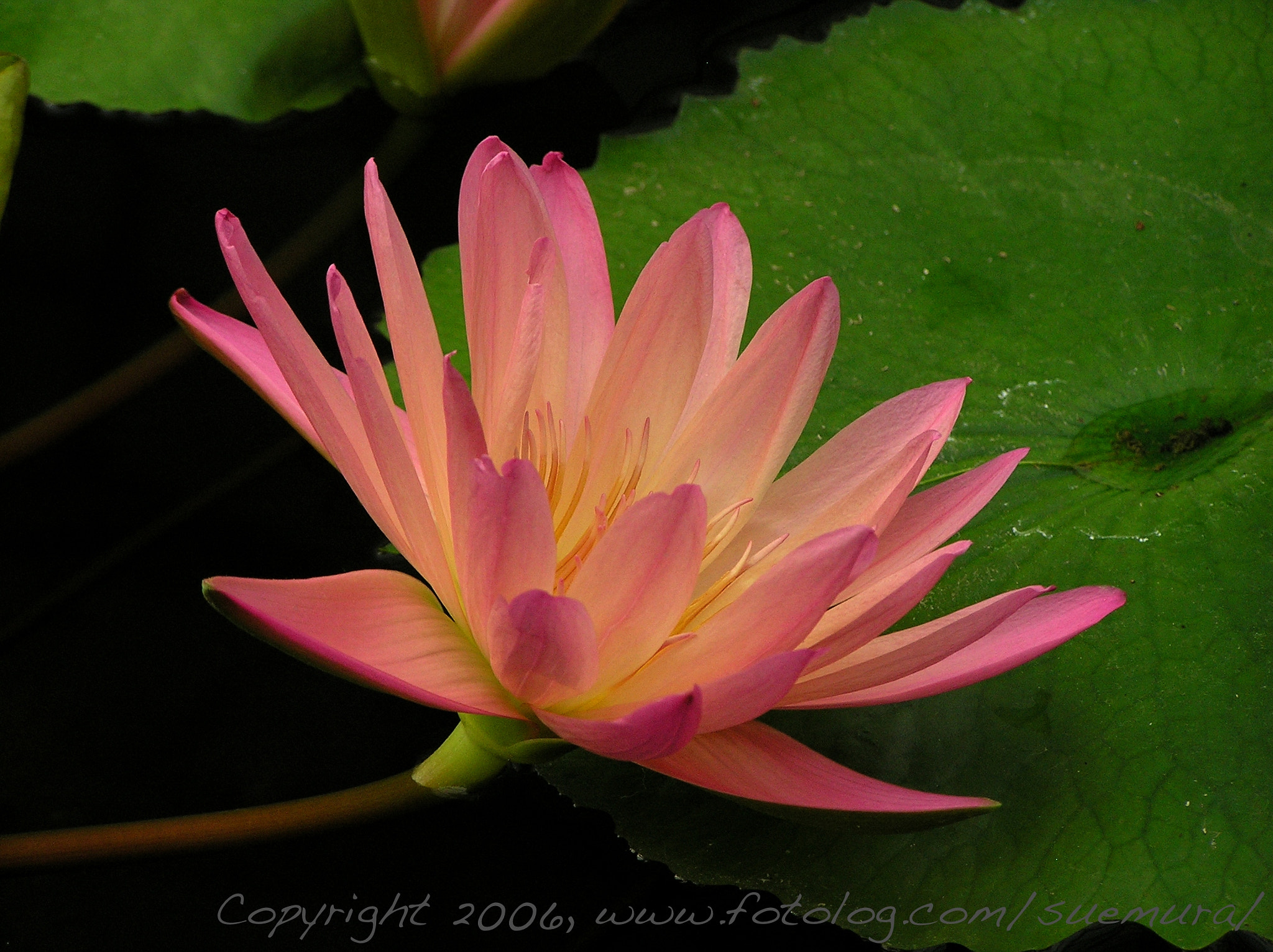 Olympus C765UZ sample photo. Waterlily photography
