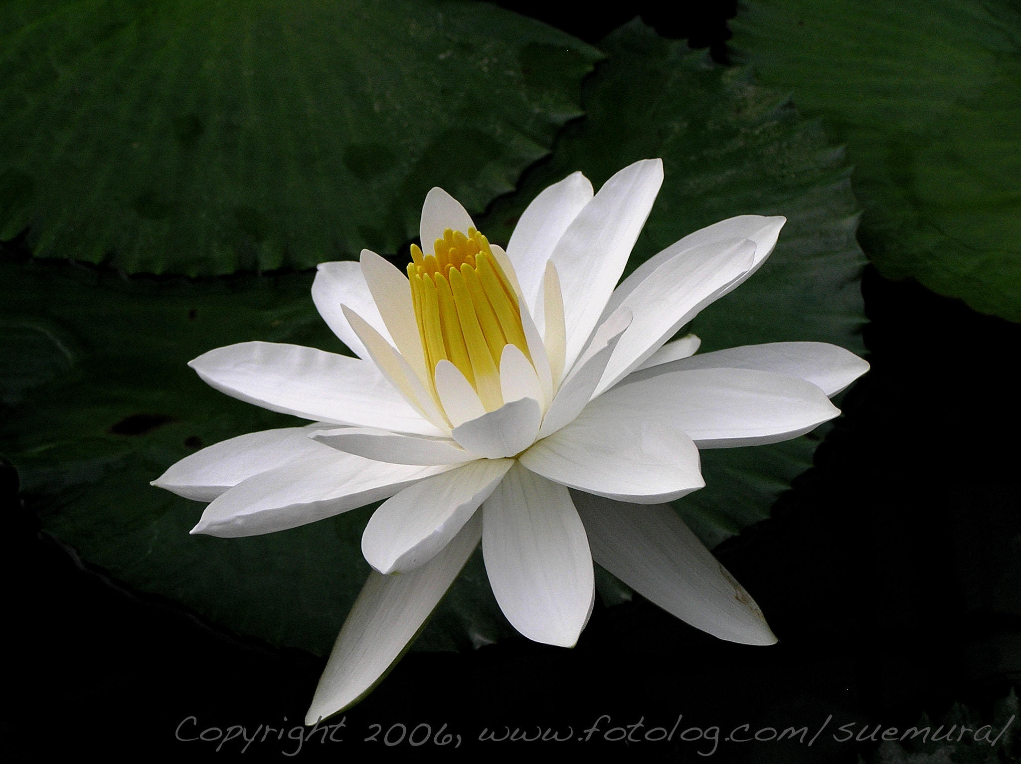 Olympus C765UZ sample photo. Waterlily photography