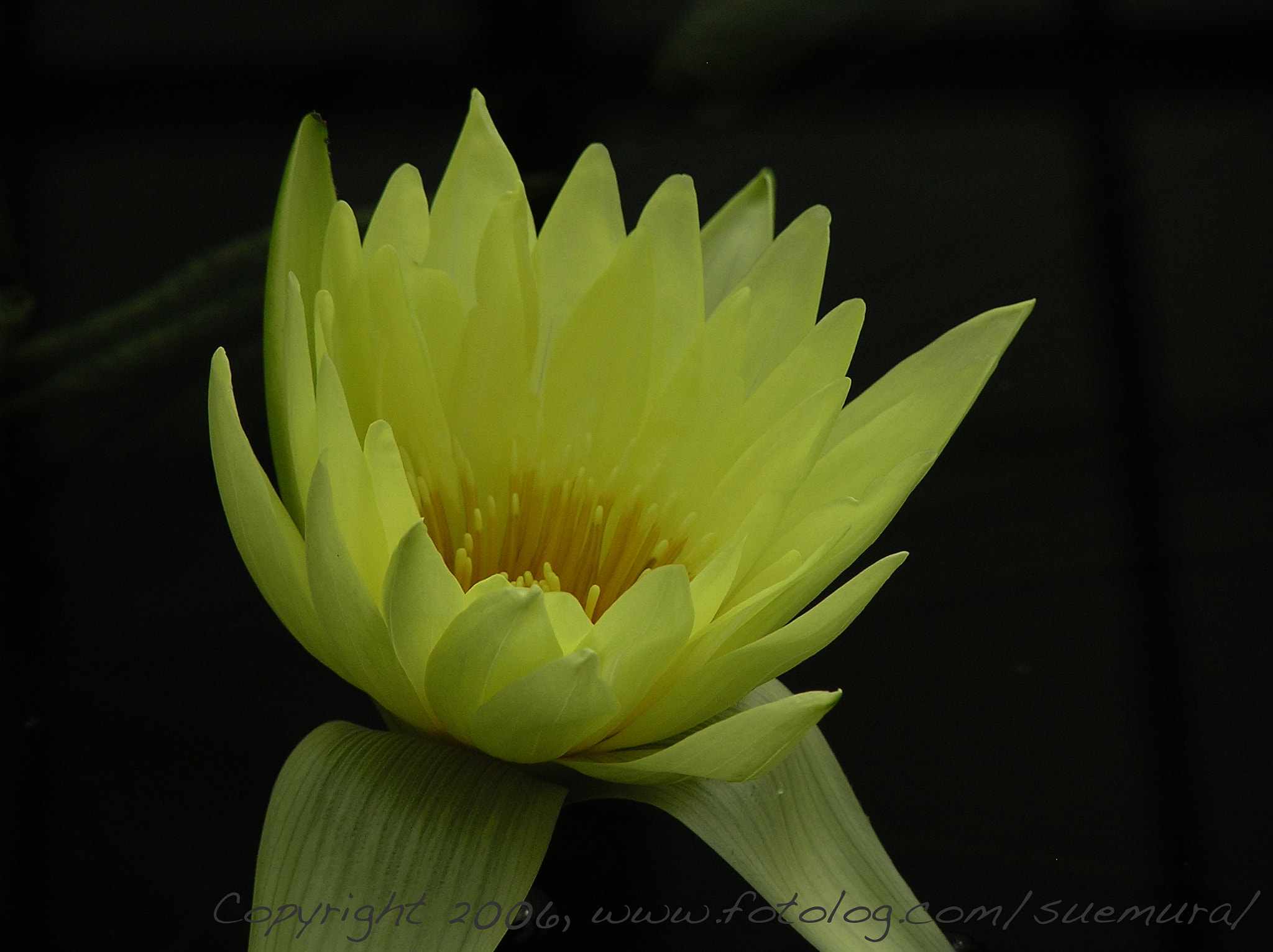 Olympus C765UZ sample photo. Waterlily photography
