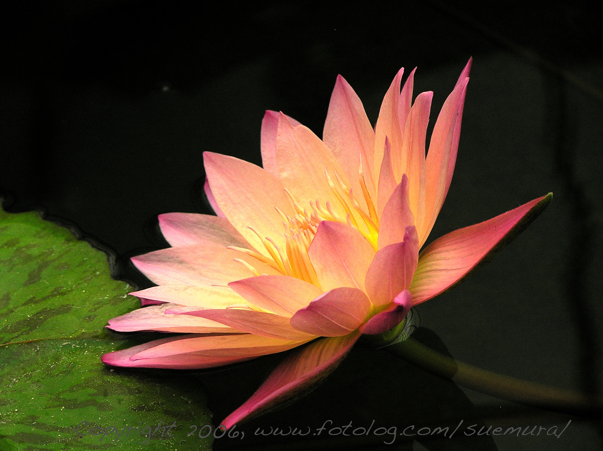 Olympus C765UZ sample photo. Waterlily photography