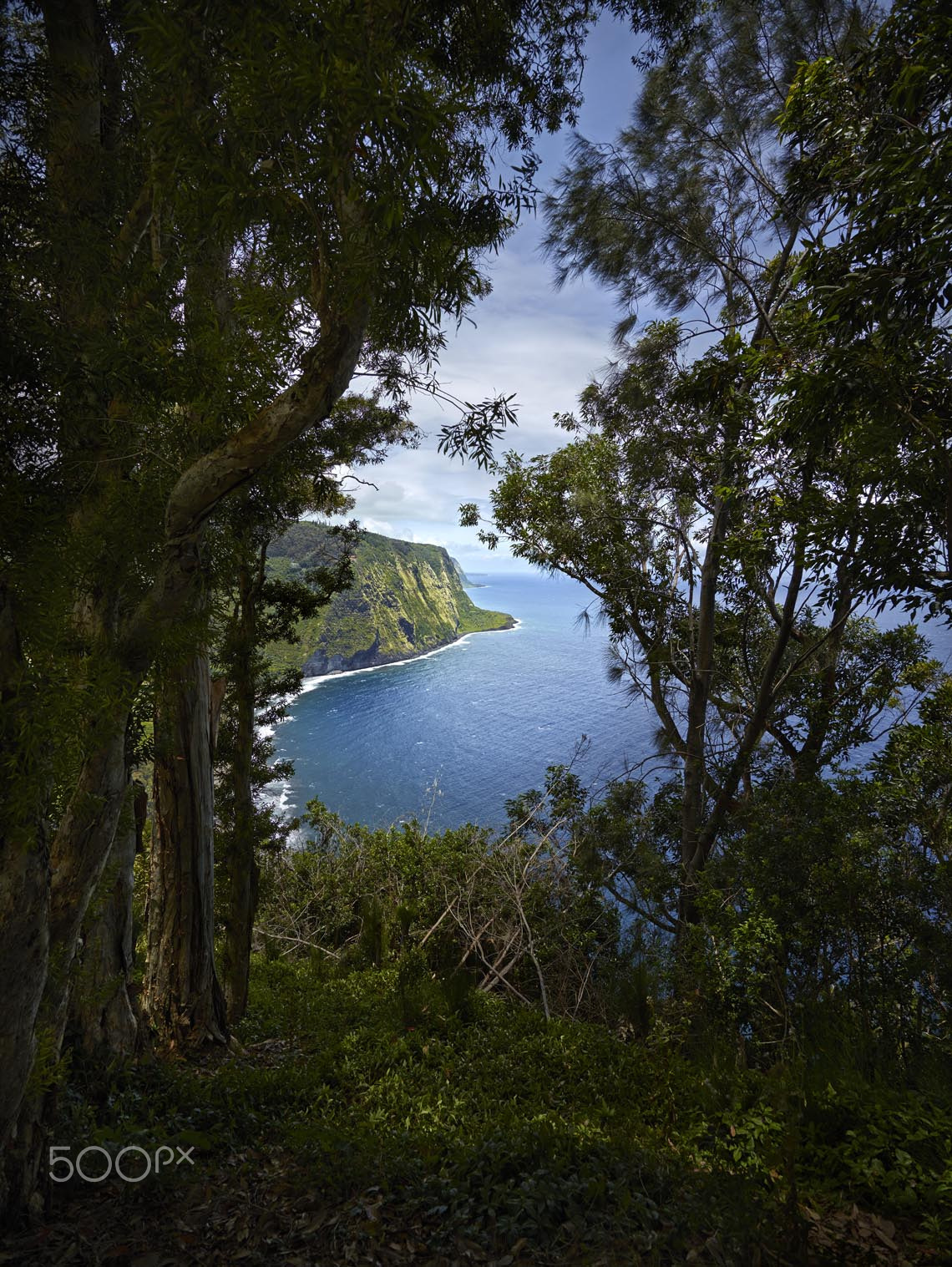 Phase One IQ180 + Schneider LS 28mm f/4.5 sample photo. Waipio valley trough the trees photography