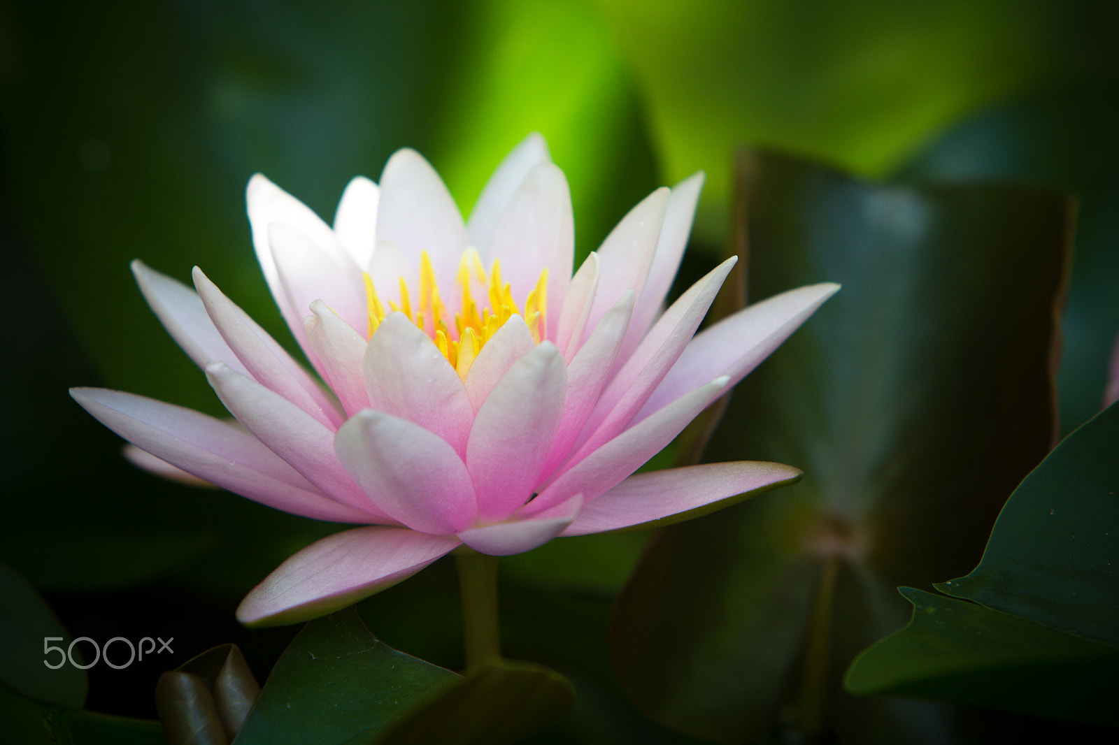 Canon EF 70-200mm F2.8L IS USM sample photo. Pink flower photography