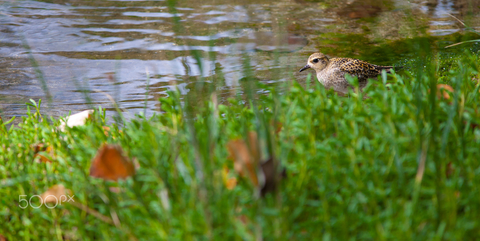 Canon EOS 5D + Canon EF 300mm F4L IS USM sample photo. Life of a bird photography