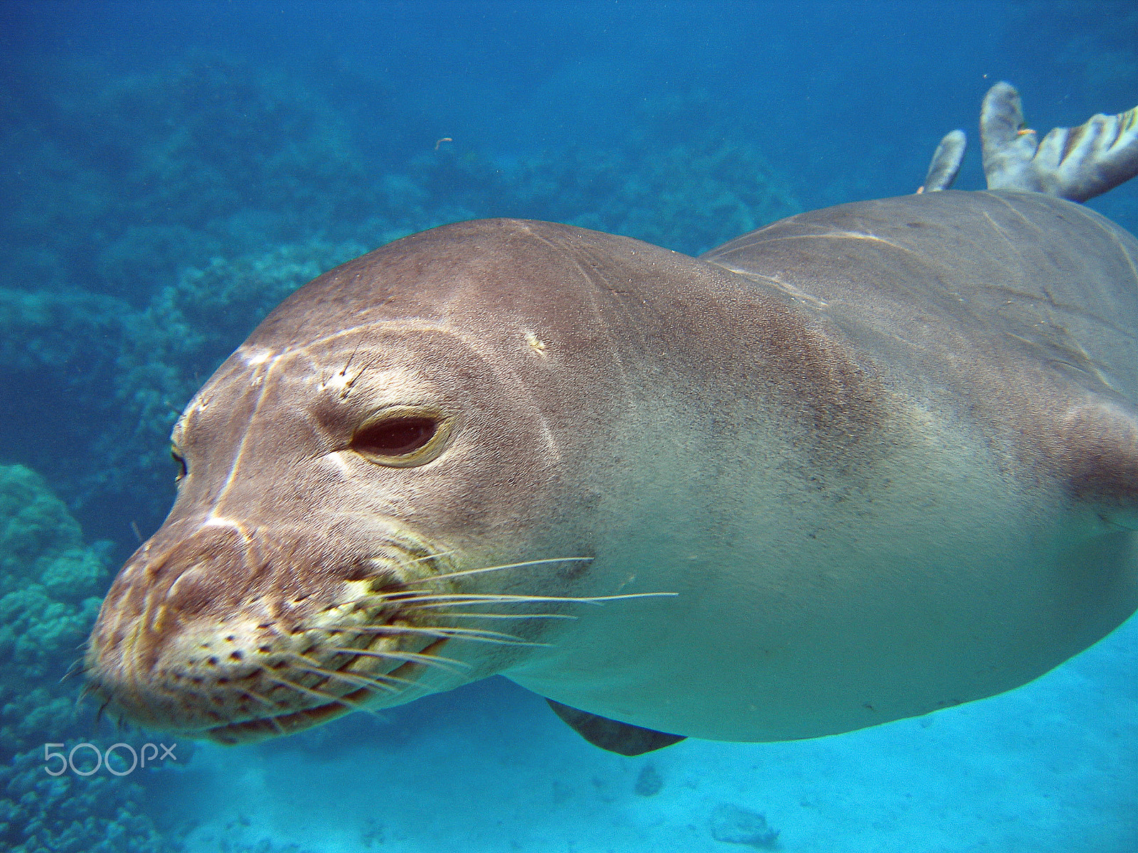 Canon POWERSHOT S50 sample photo. Swimming seal photography