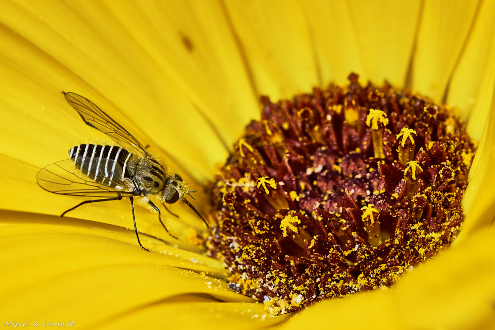 Sony ILCA-77M2 sample photo. Parageron incisus photography