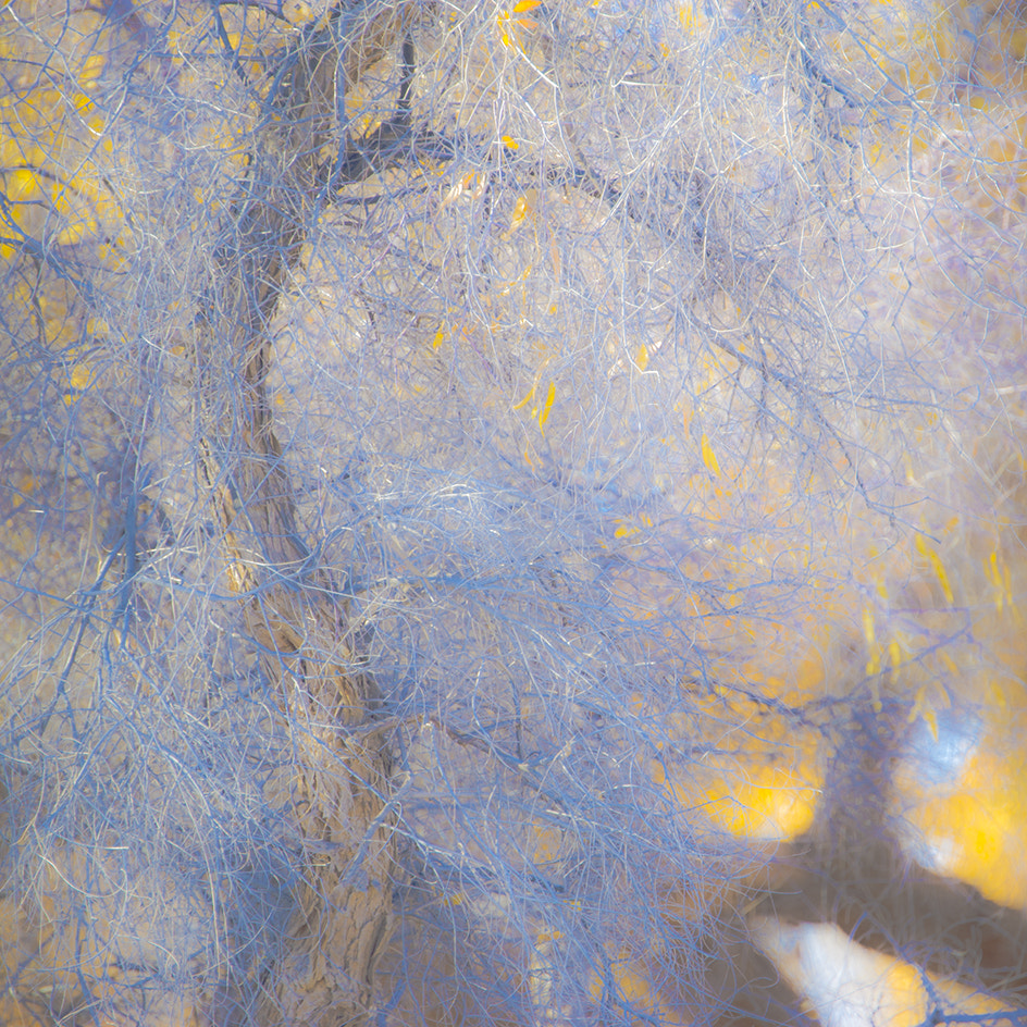 Nikon D3S sample photo. 秋艳 photography