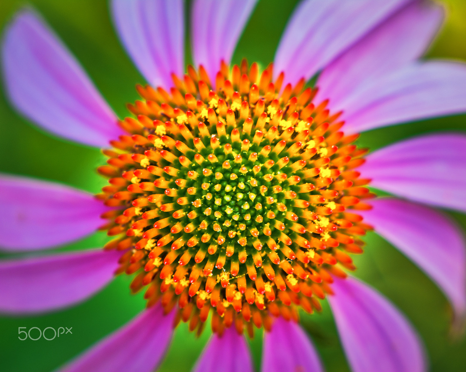 Nikon AF-S DX Micro-Nikkor 85mm F3.5G ED VR sample photo. Floral perfectionis photography