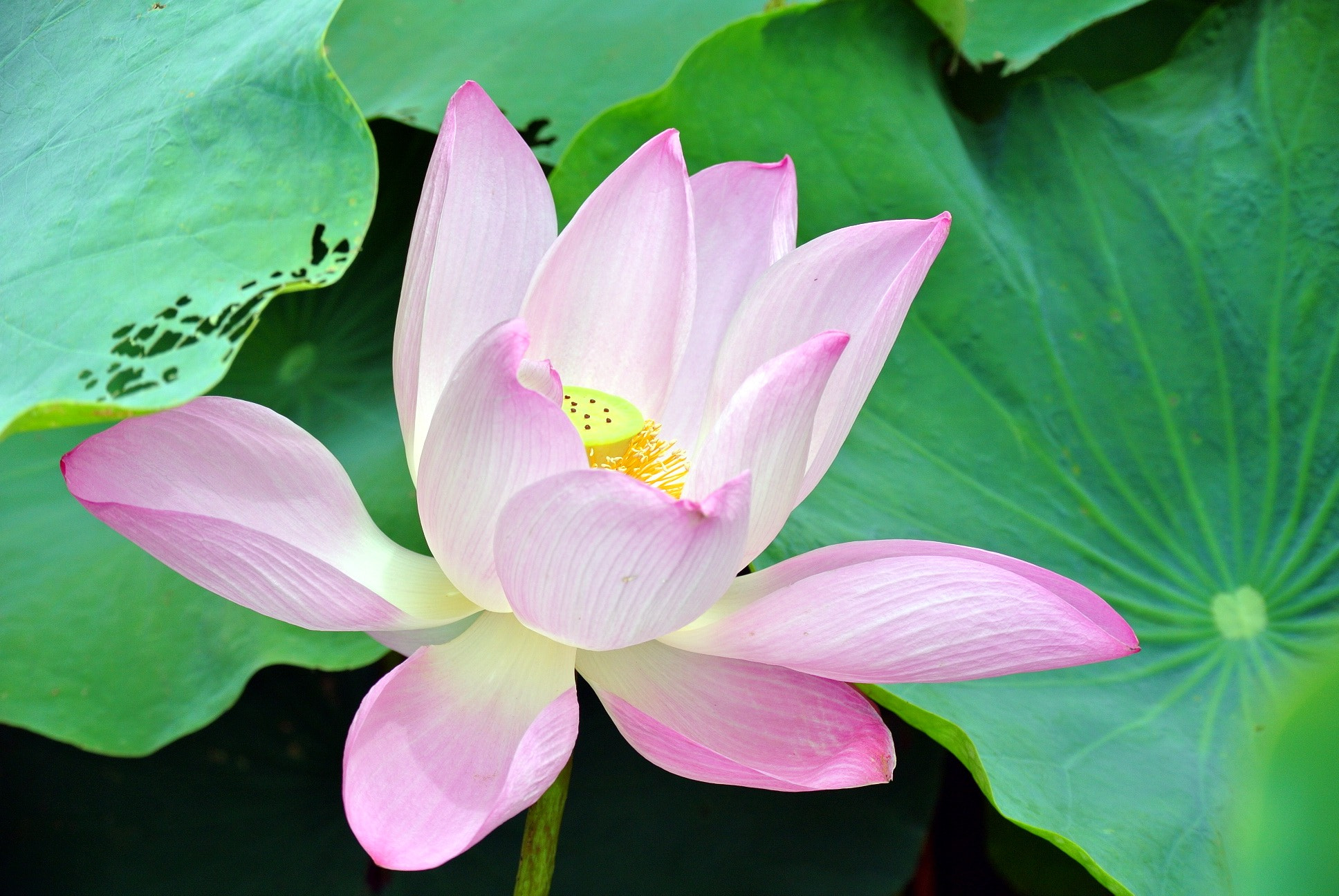 Taiwan - Lotus