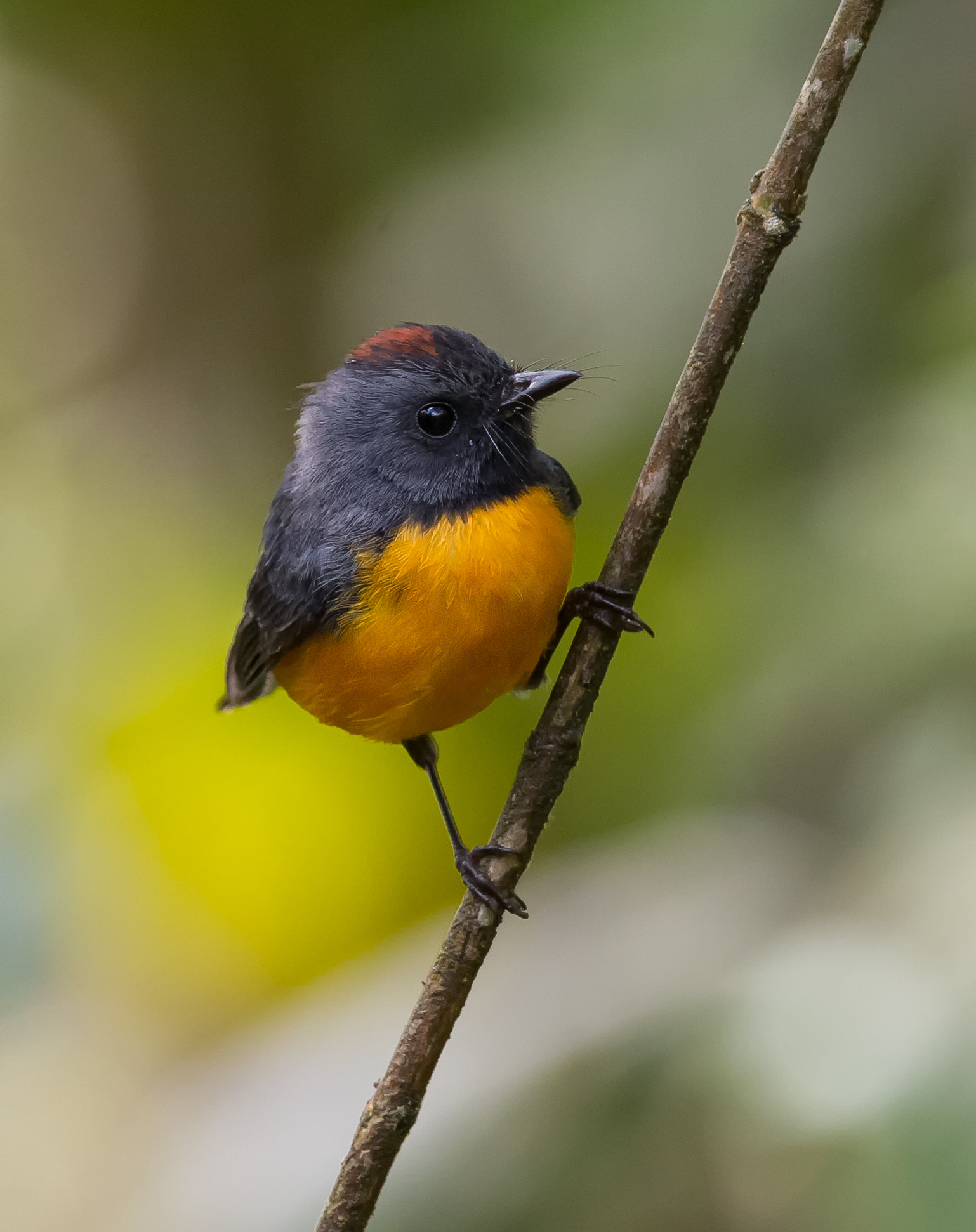 Canon EOS-1D Mark IV sample photo. Slate throated redstart photography