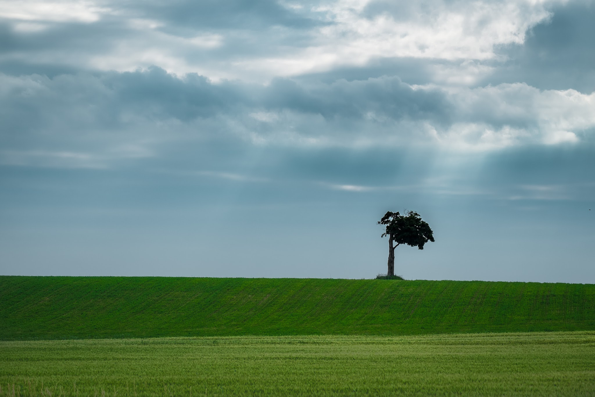 Fujifilm X-Pro1 + Fujifilm XC 50-230mm F4.5-6.7 OIS sample photo. Lonely tree photography