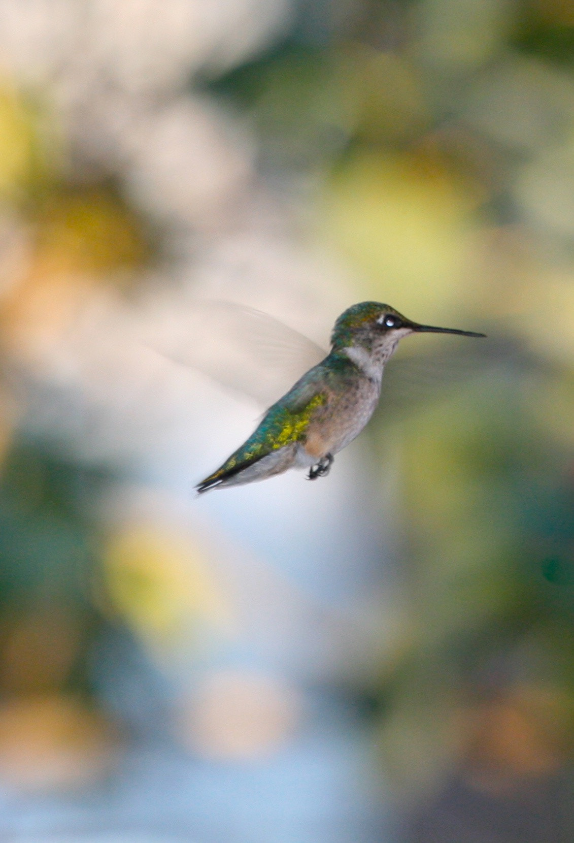 Canon EOS 400D (EOS Digital Rebel XTi / EOS Kiss Digital X) sample photo. Hummingbird photography