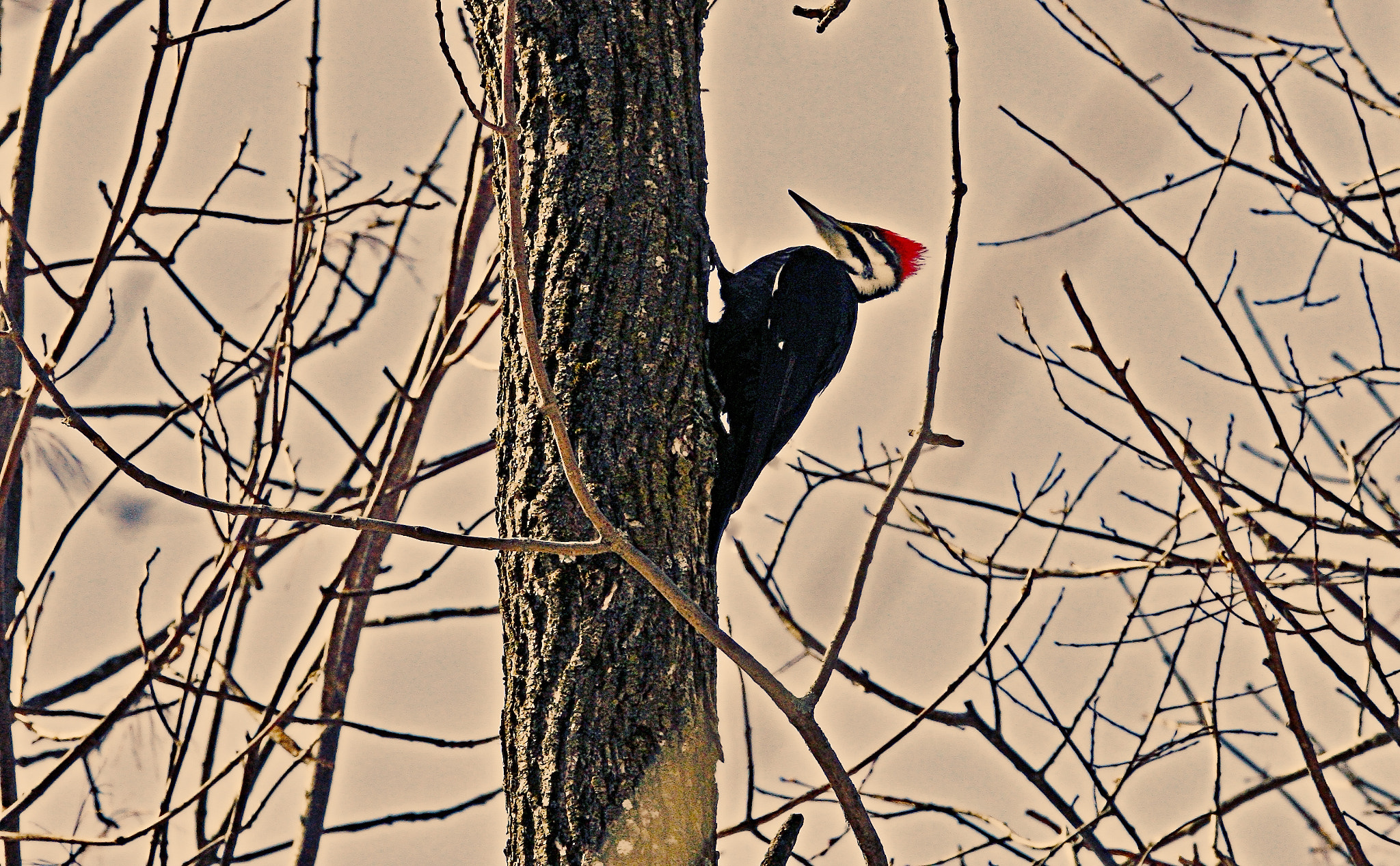 Sigma 150-600mm F5-6.3 DG OS HSM | C sample photo. Woody wood picker photography