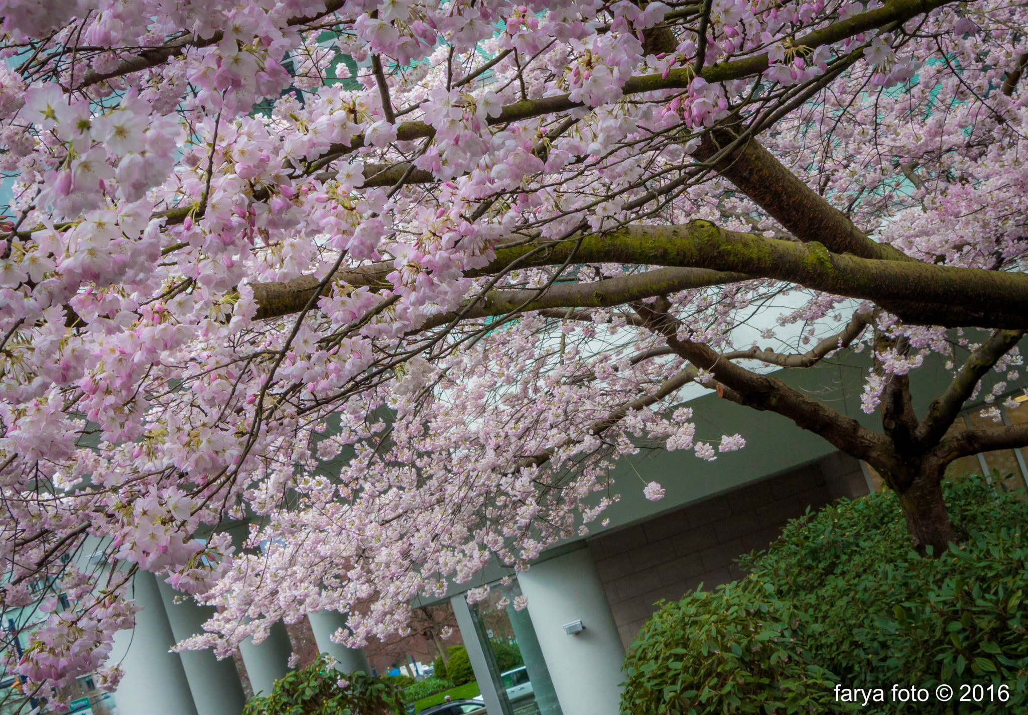 Canon EF-S 18-135mm F3.5-5.6 IS STM sample photo. Cherry sky photography