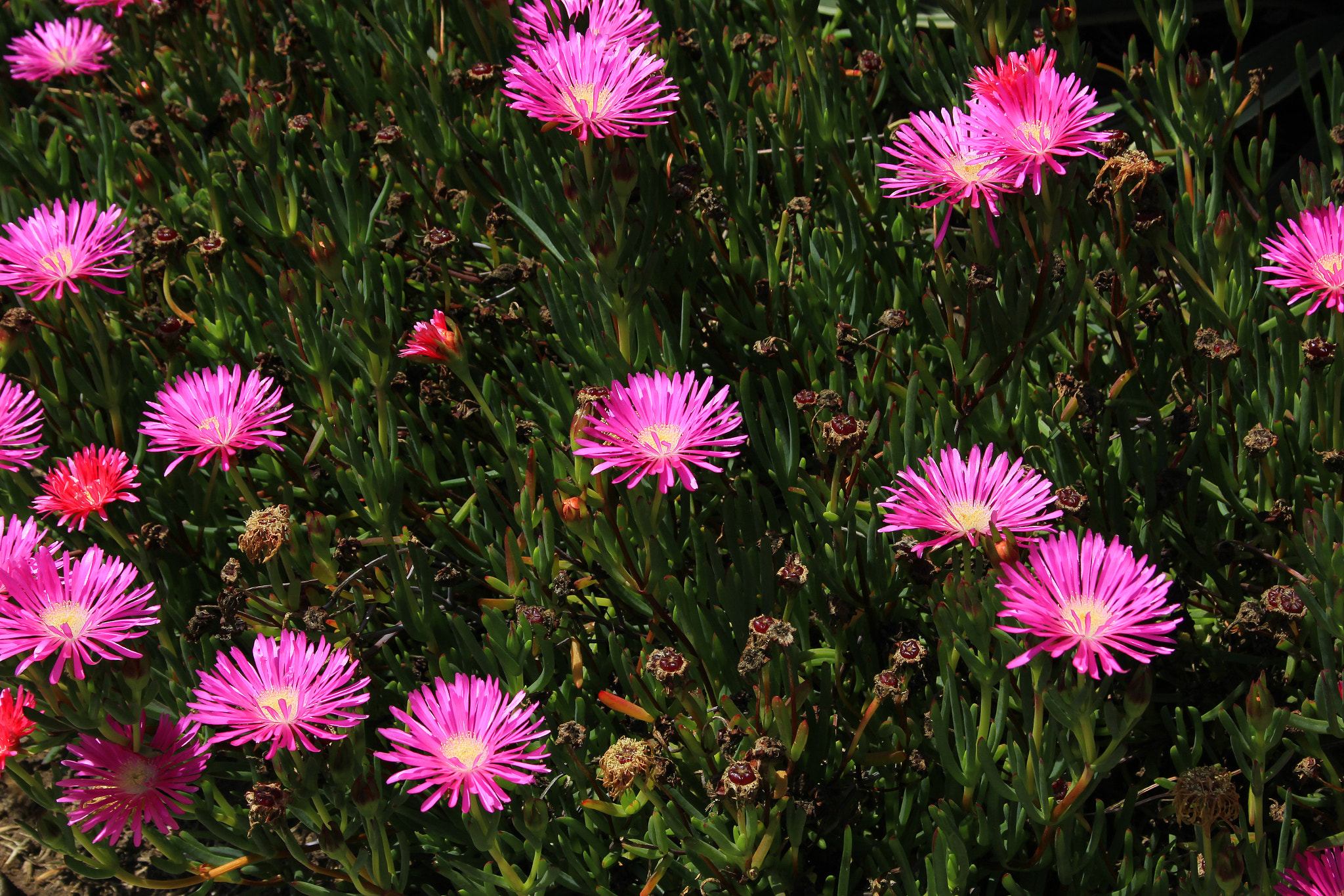 Canon EF-S 18-55mm F3.5-5.6 sample photo. Flower garden photography