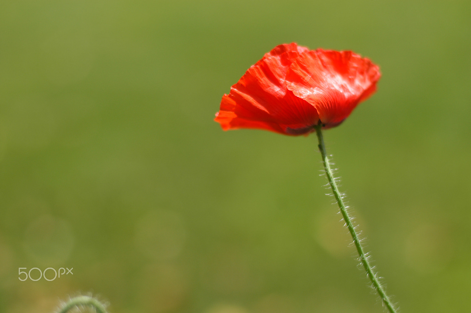 Nikon D100 sample photo. Poppy love photography