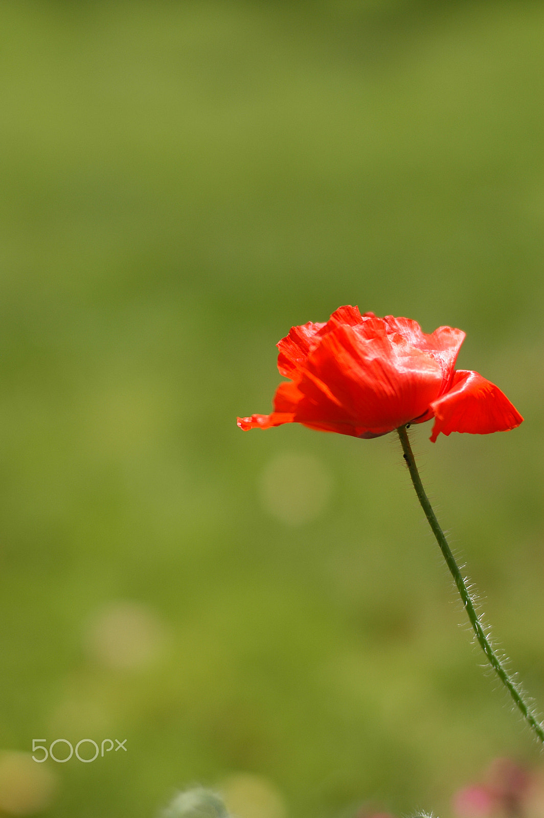 Nikon D100 sample photo. Poppy love photography