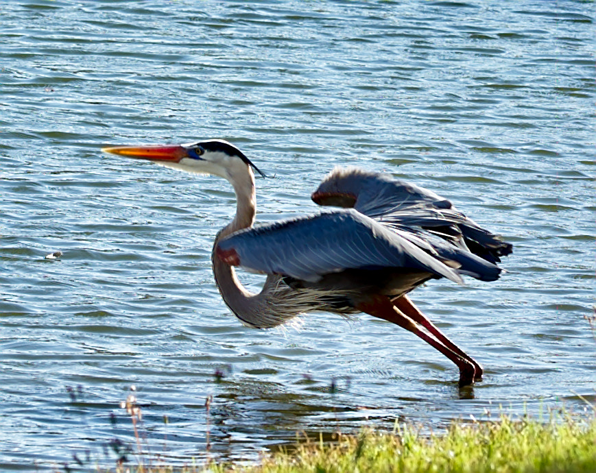 ZEISS Otus 85mm F1.4 sample photo. Little blue heron - take off i photography