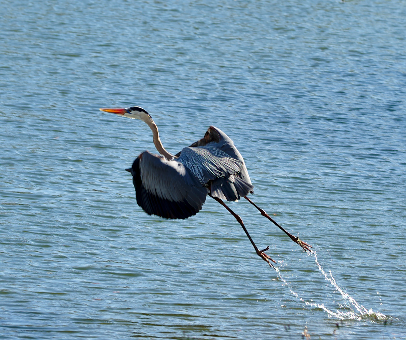 ZEISS Otus 85mm F1.4 sample photo. Little blue heron - take-off ii photography
