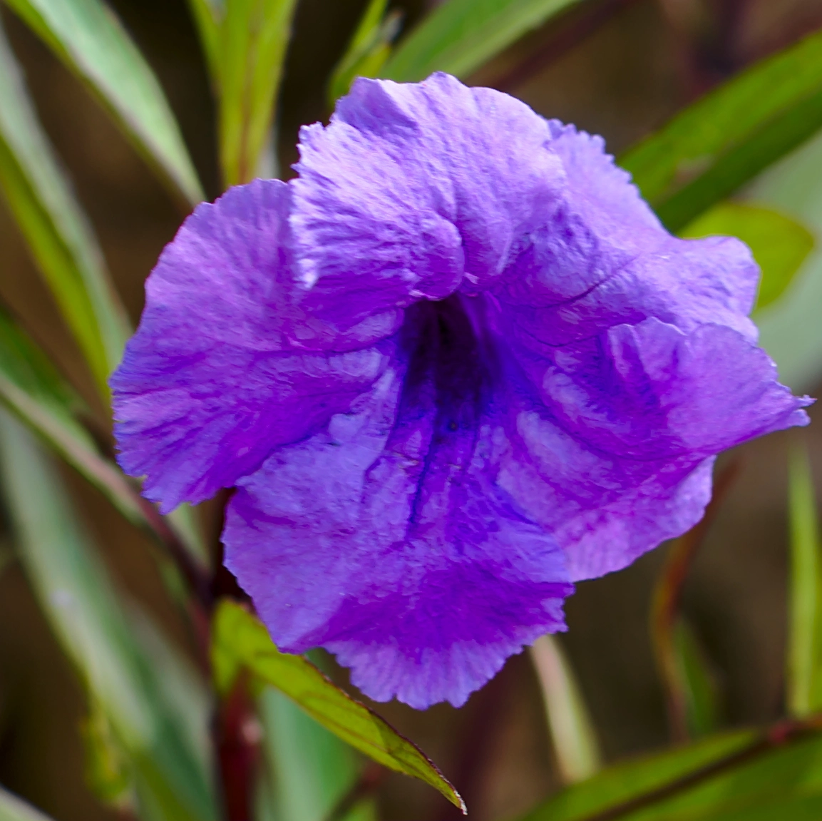 Manual Lens No CPU sample photo. Morning glory photography