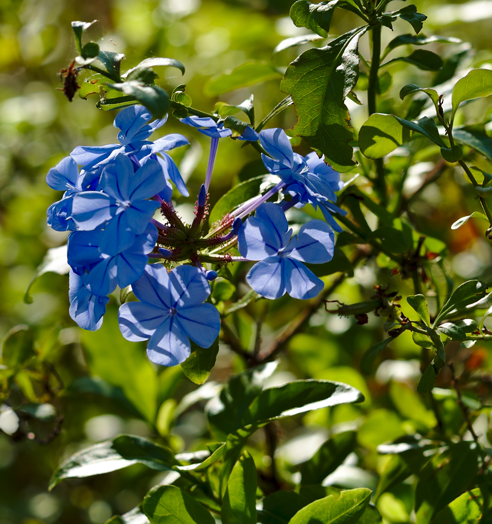 ZEISS Otus 85mm F1.4 sample photo. Blue plumbago photography