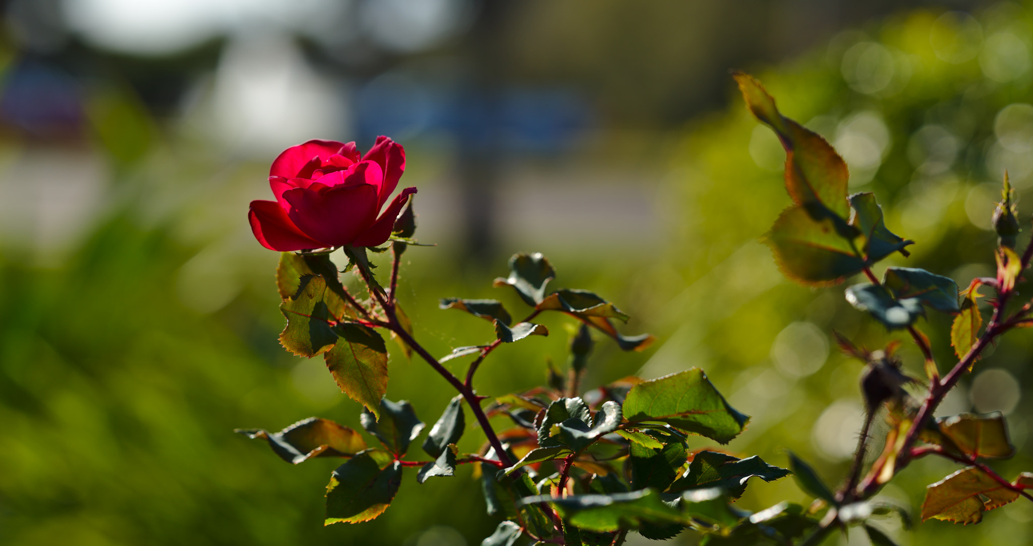 ZEISS Otus 85mm F1.4 sample photo. Red roses are flowering in florida photography