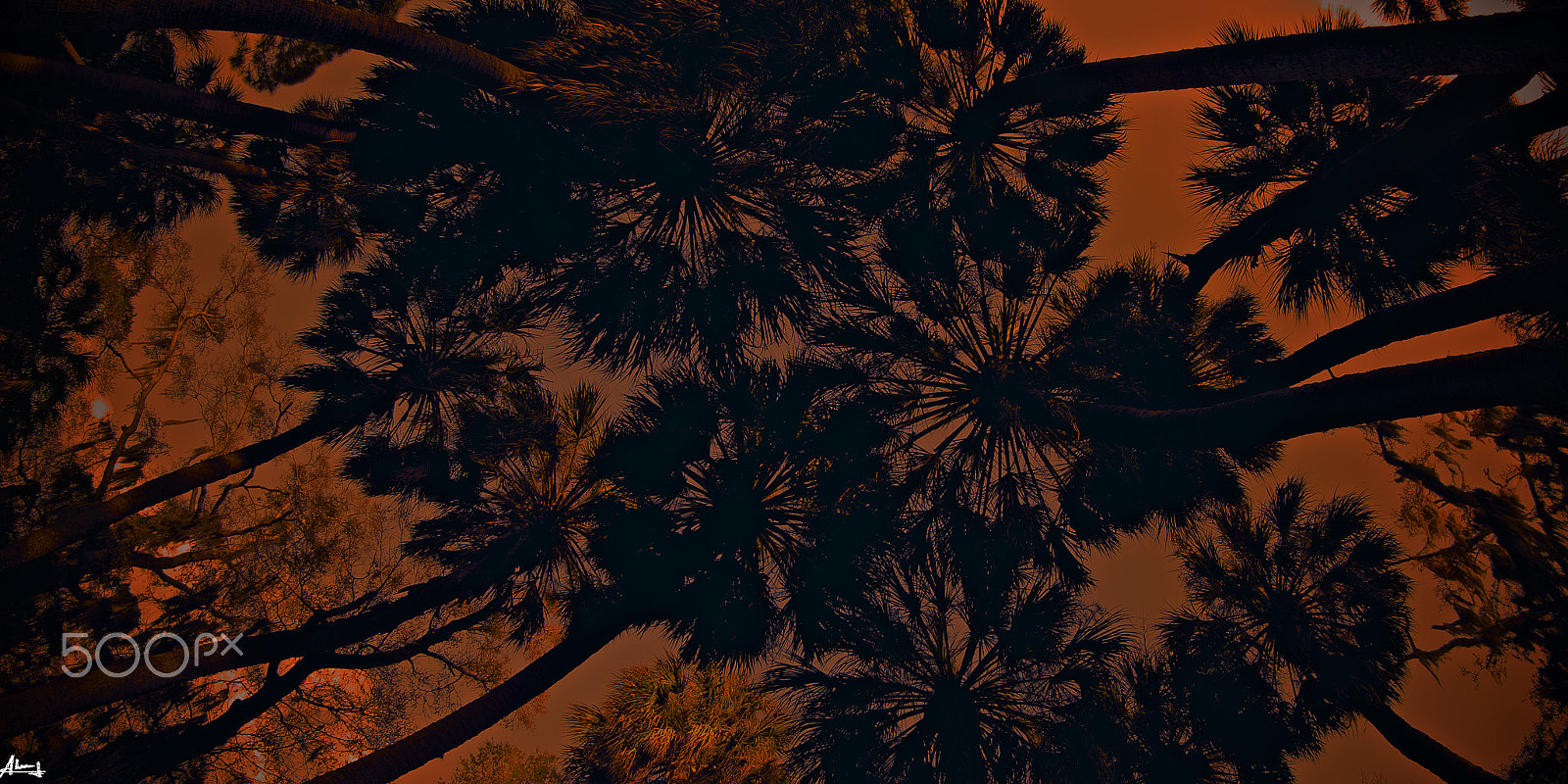 Canon EF 8-15mm F4L Fisheye USM sample photo. Cypresses photography