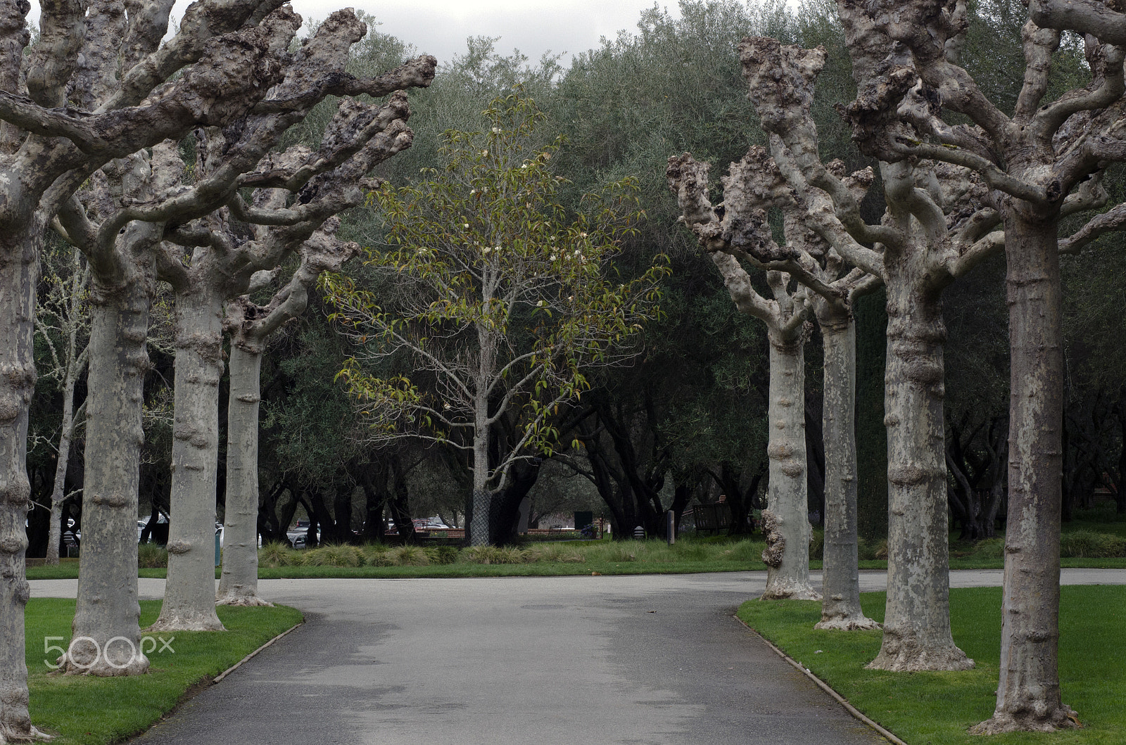 Nikon D7000 + Sigma 50mm F1.4 DG HSM Art sample photo. At the park photography