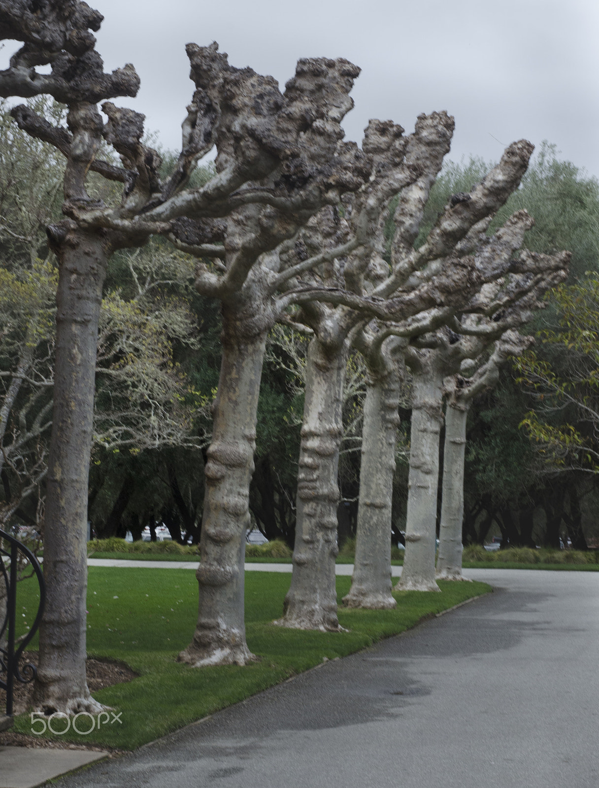 Nikon D7000 + Sigma 50mm F1.4 DG HSM Art sample photo. At the park photography