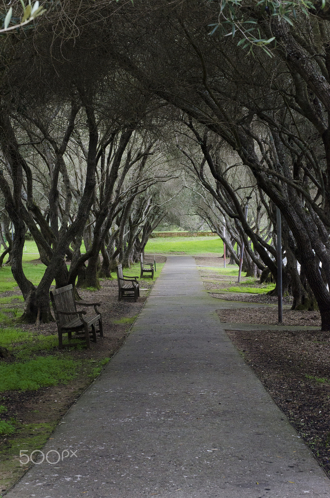 Nikon D7000 + Sigma 50mm F1.4 DG HSM Art sample photo. At the park photography