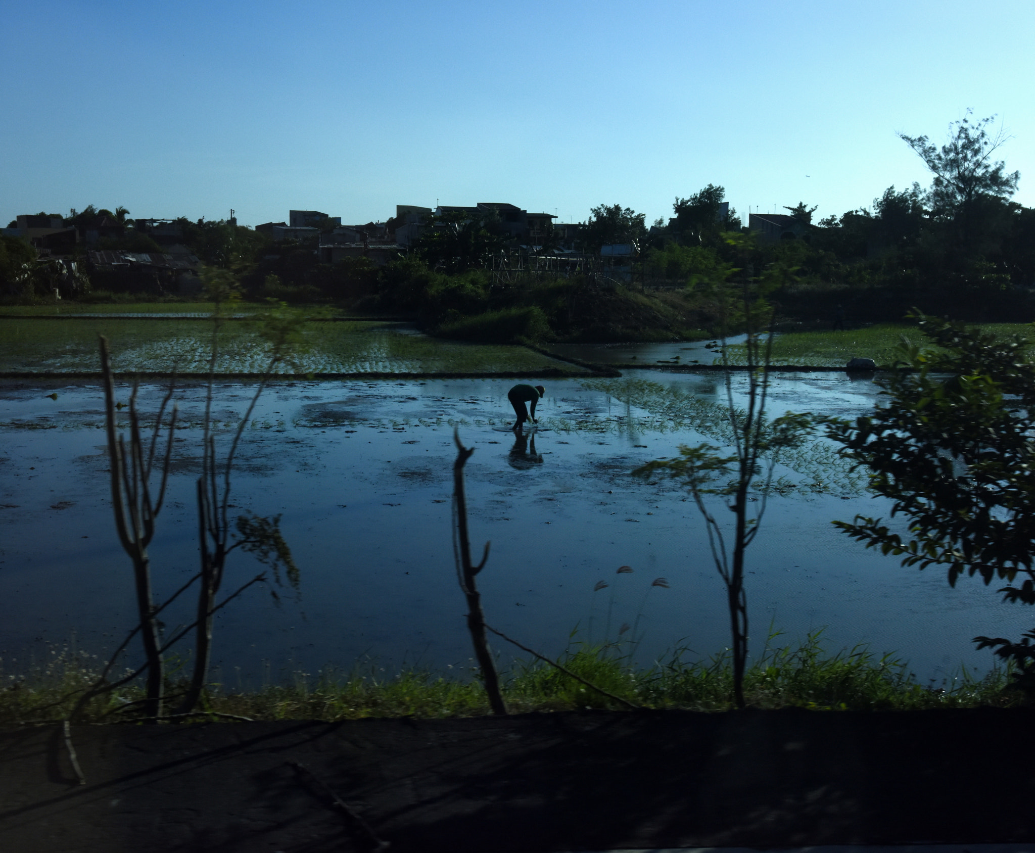 AF Zoom-Nikkor 28-80mm f/3.3-5.6G sample photo. Rice-paddy, 3 miles from the skyscrapers of manila photography