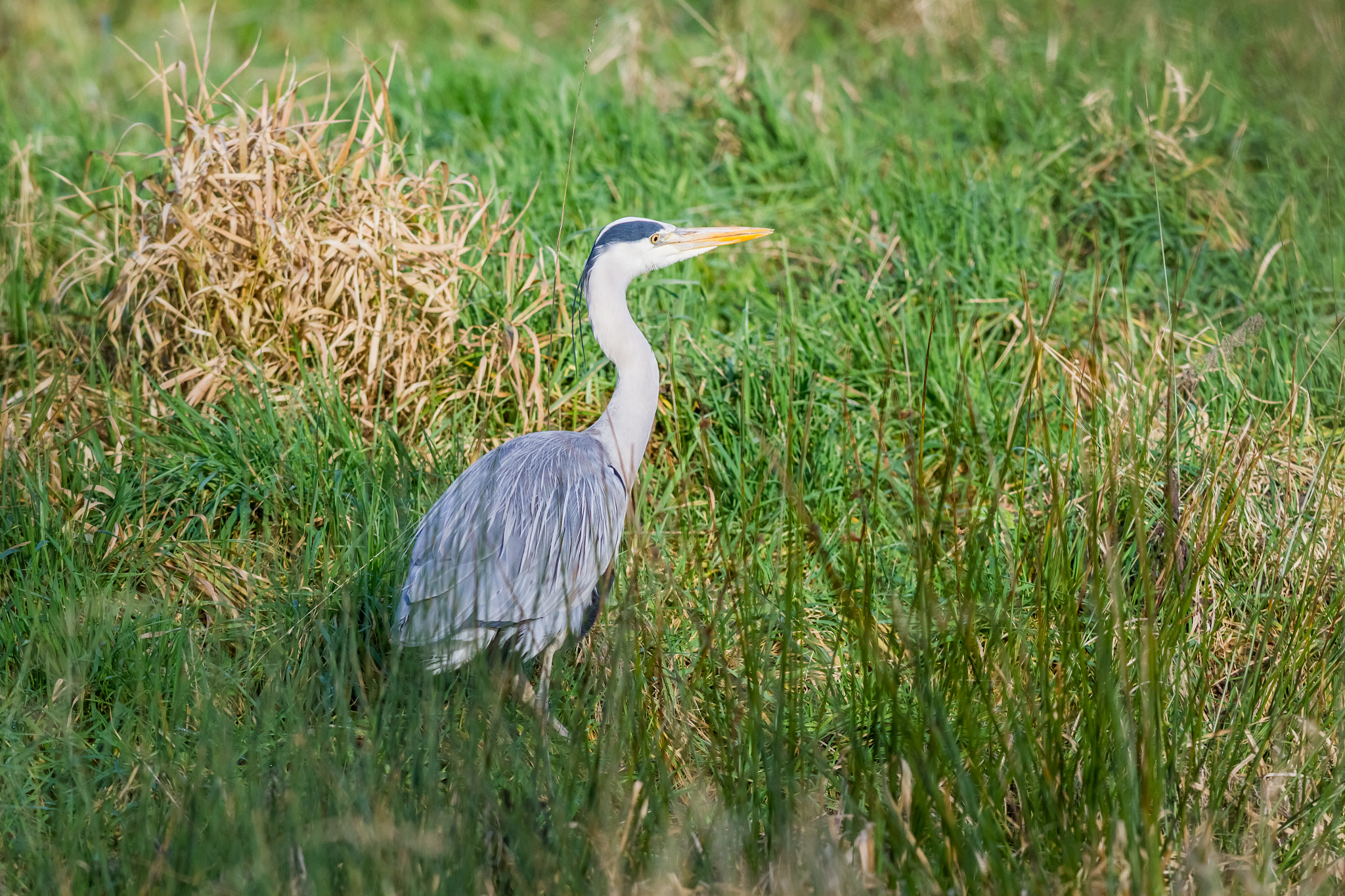 Canon EOS 7D + Canon EF 400mm f/2.8L sample photo. An heron in the field photography