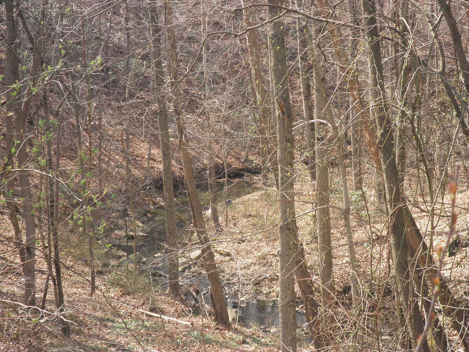 Olympus FE5020,X935 sample photo. Wooded stream photography