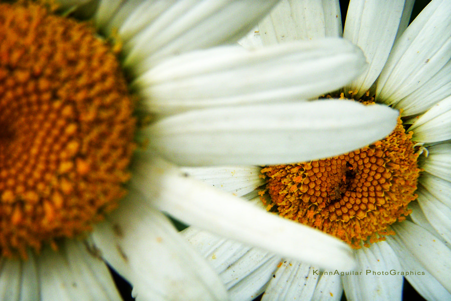 Nikon COOLPIX S50 sample photo. Daisies photography