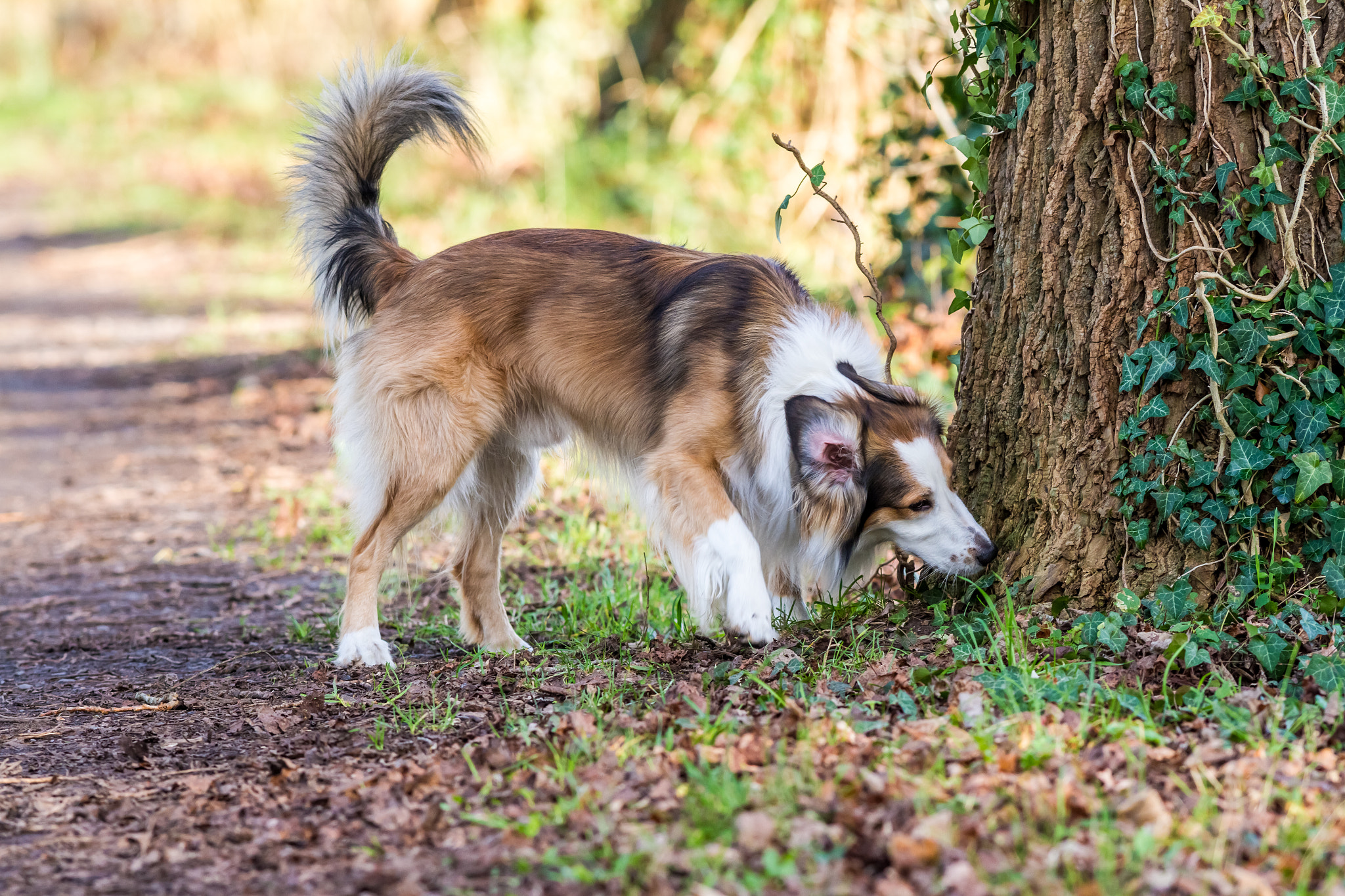 Canon EOS 7D + Canon EF 400mm f/2.8L sample photo. The collie dog photography