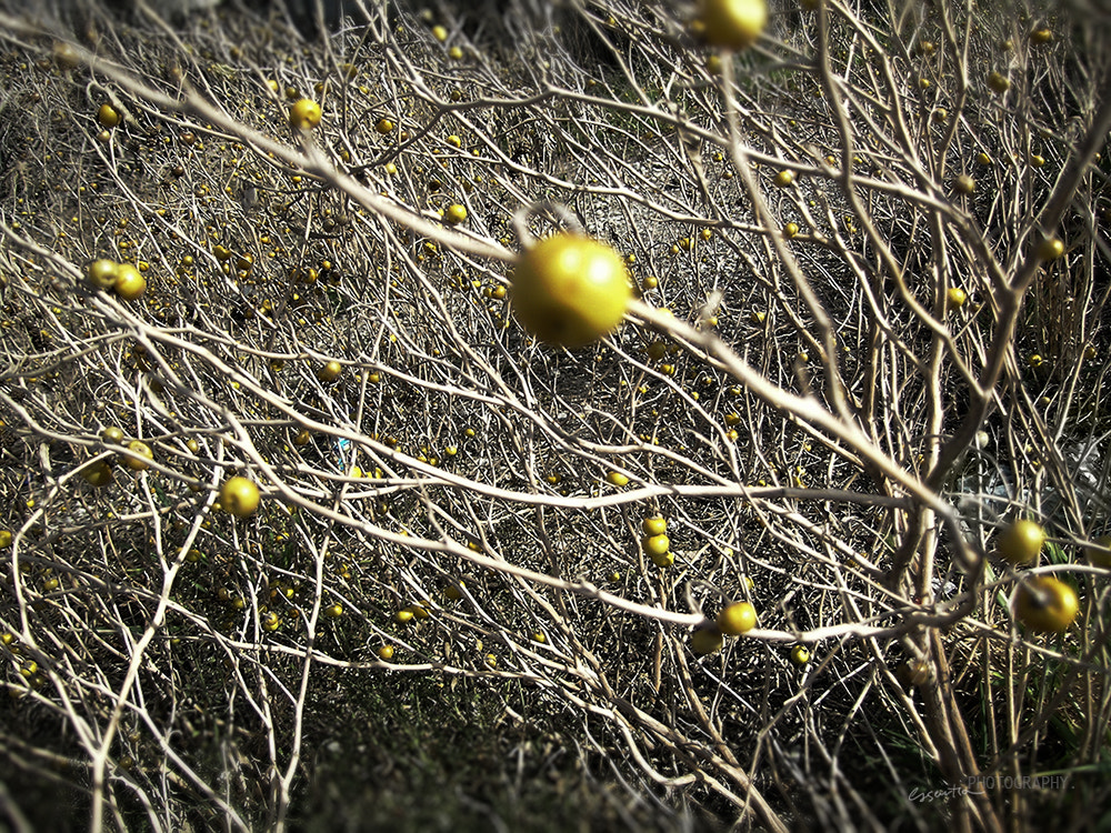 Nikon E5400 sample photo. Give me your yellow photography